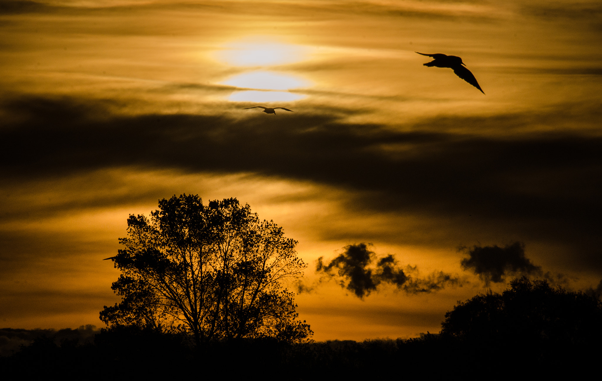 Sigma 70-300mm F4-5.6 APO DG Macro sample photo. Golden sun photography