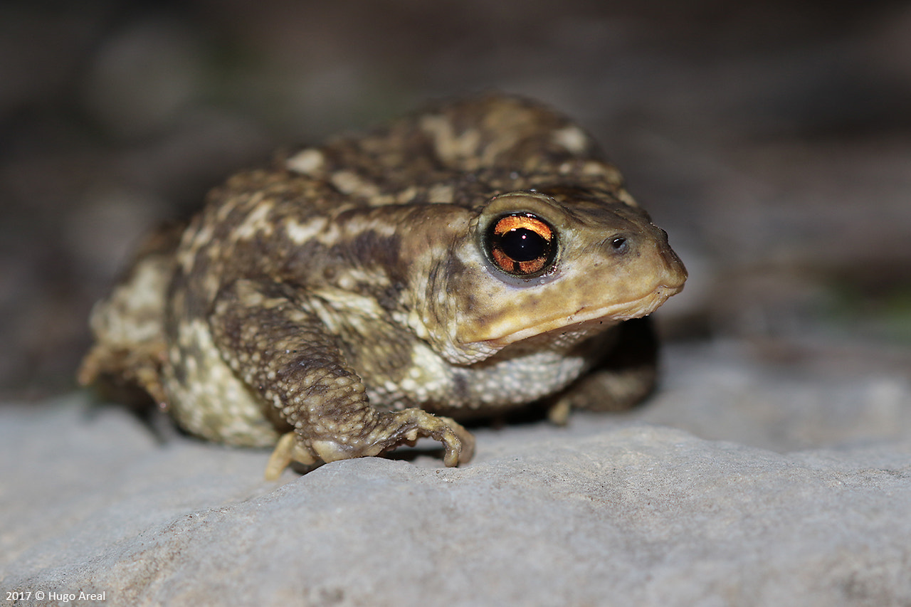 Canon EF 100mm F2.8 Macro USM sample photo. Common toad photography