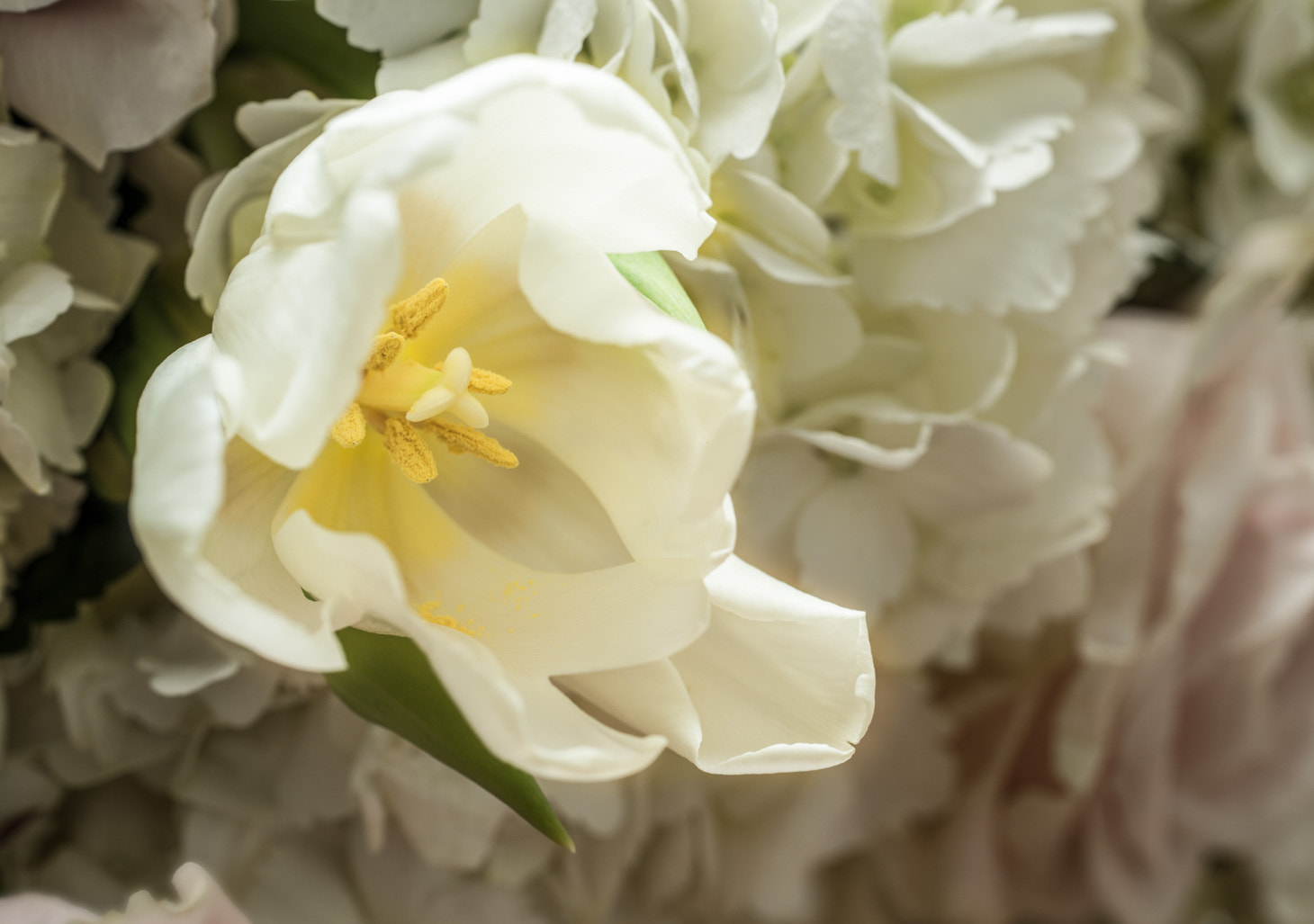 Sony a7R + Sony FE 90mm F2.8 Macro G OSS sample photo. Tulips of amsterdam photography