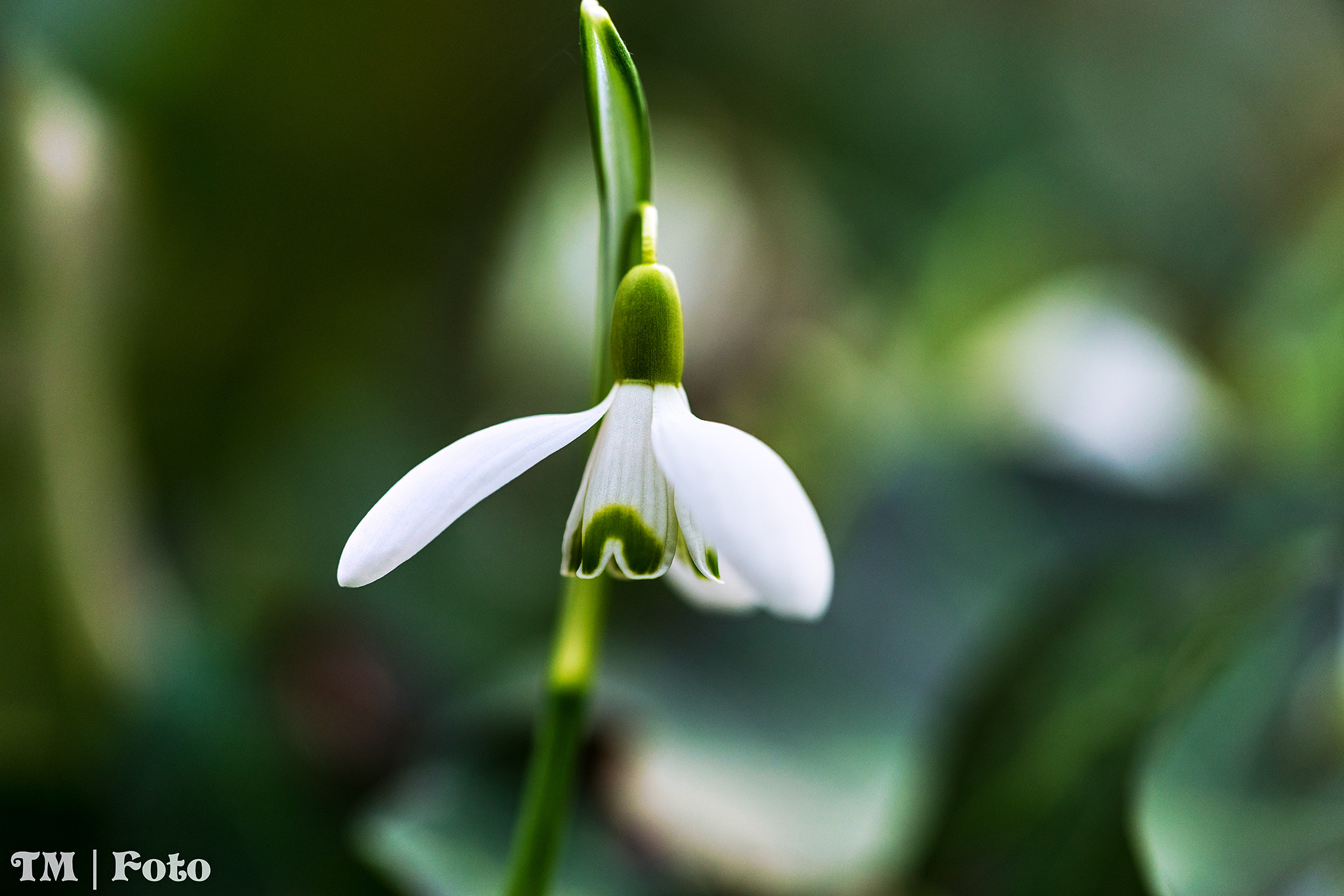 Sony a7 II + Sony FE 90mm F2.8 Macro G OSS sample photo. Dsc photography