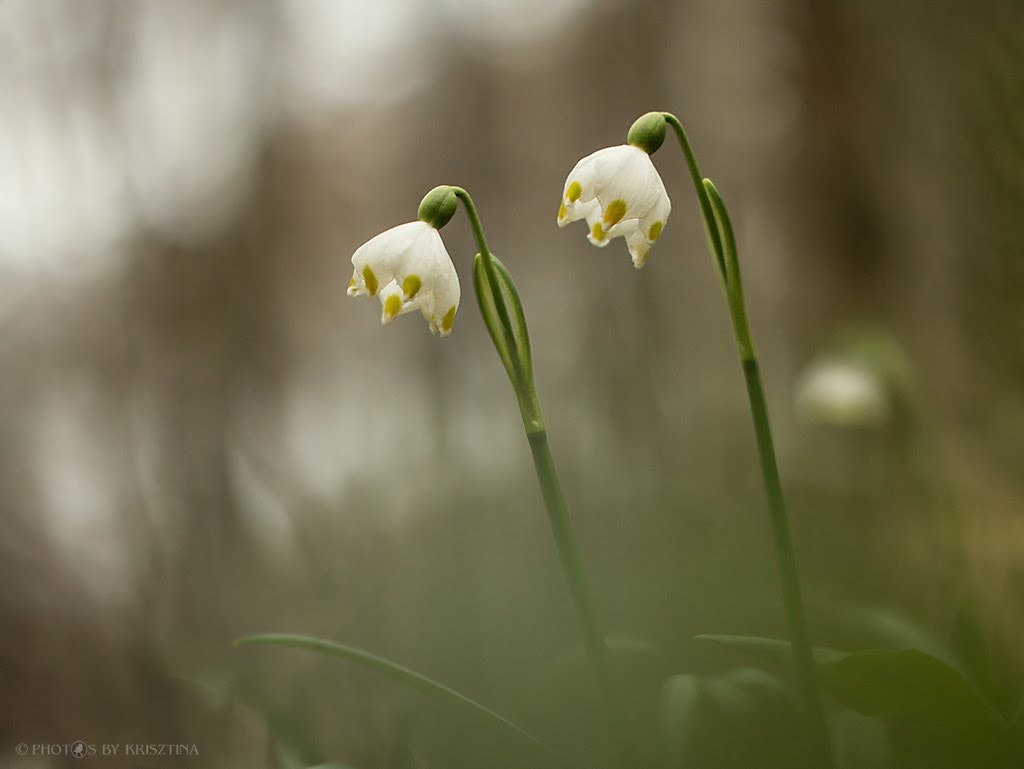 Canon EF 35-80mm f/4-5.6 sample photo. Spring snowflake photography
