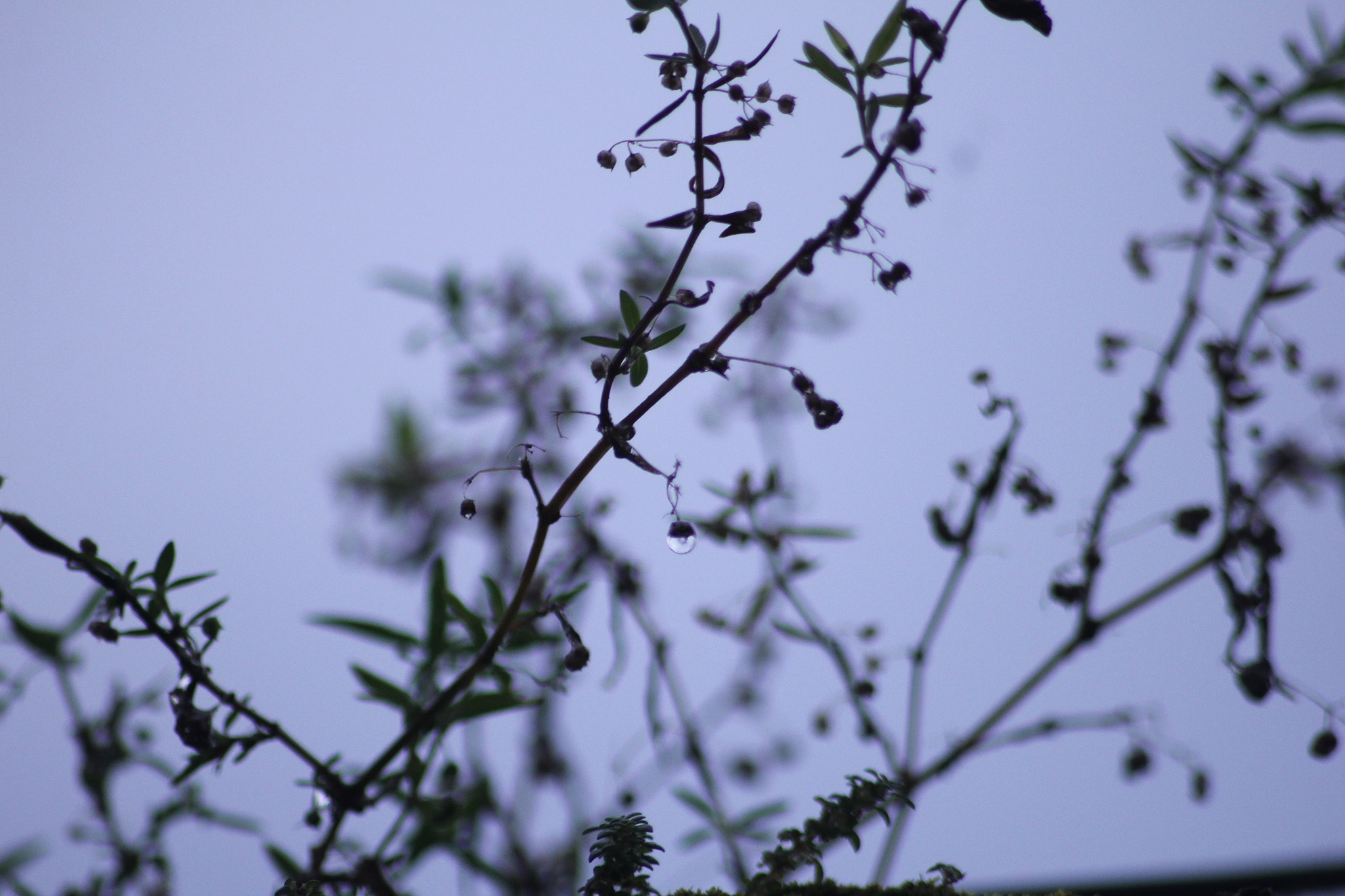 Canon EOS 60D sample photo