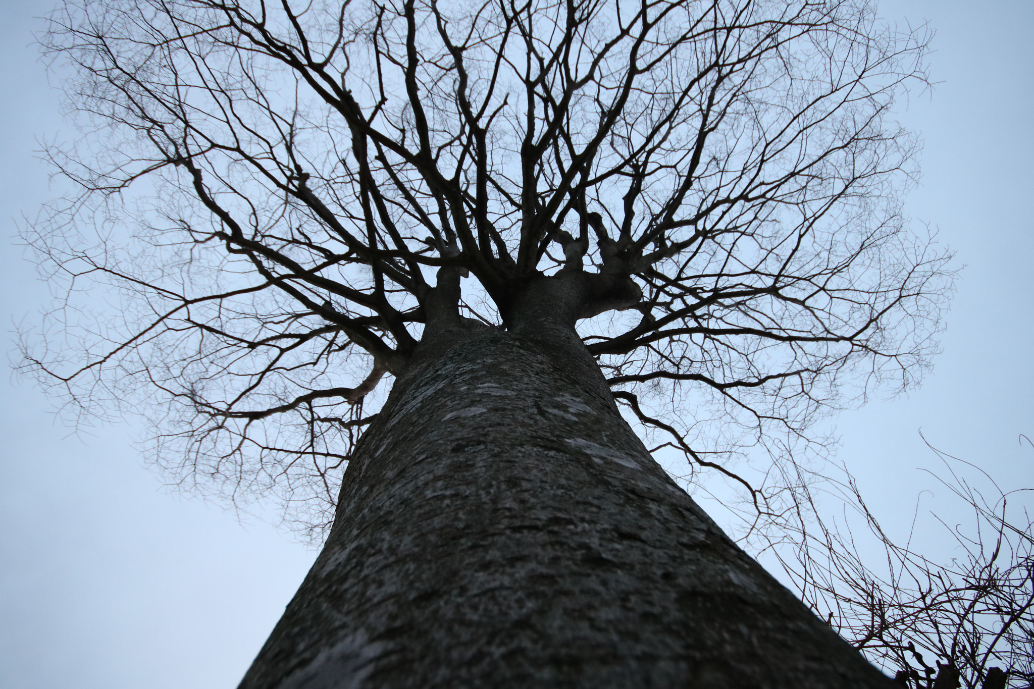 Canon EOS 750D (EOS Rebel T6i / EOS Kiss X8i) + Sigma 10-20mm F4-5.6 EX DC HSM sample photo. Tree photography