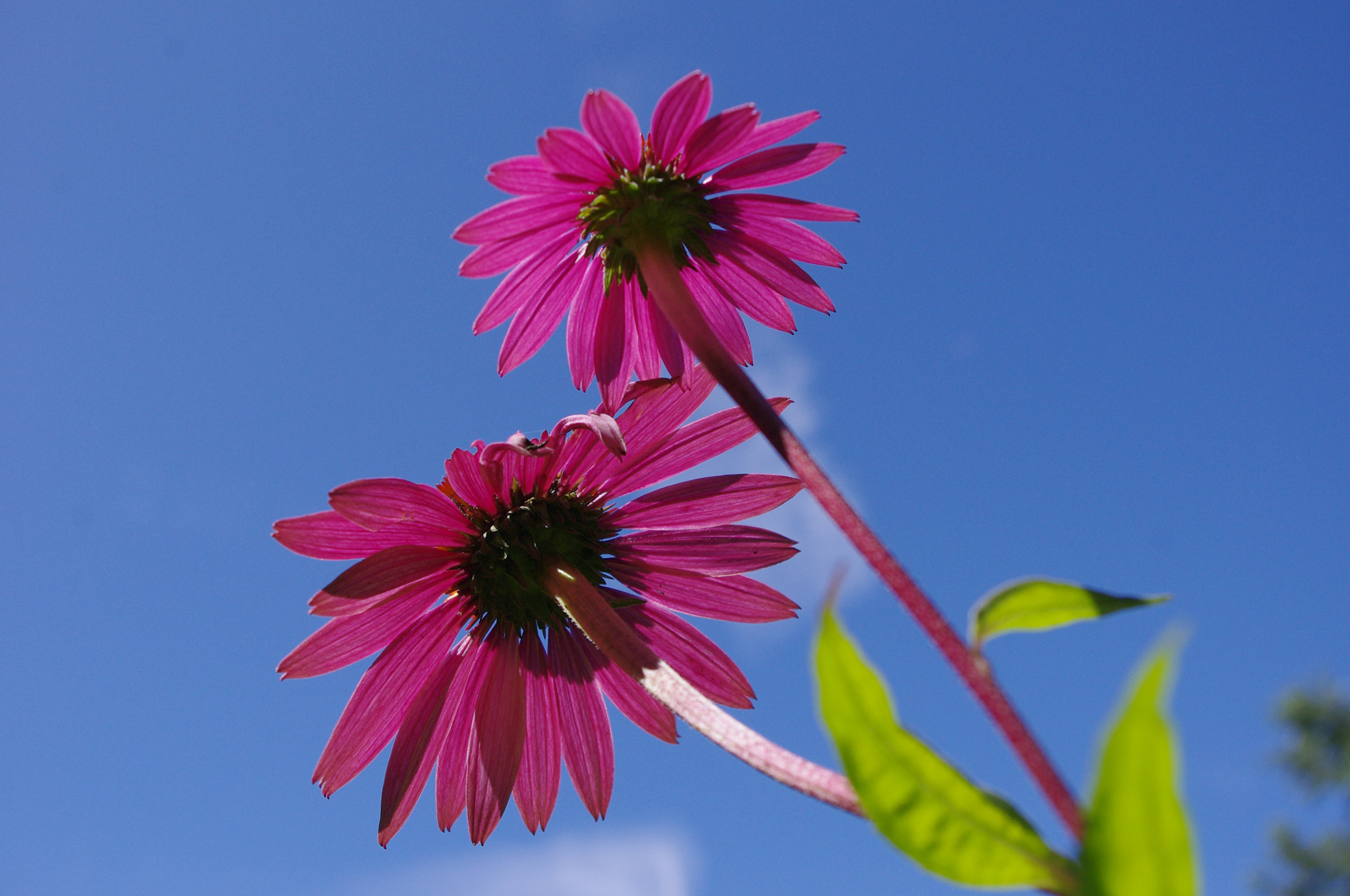 Pentax K-x sample photo. View from below photography