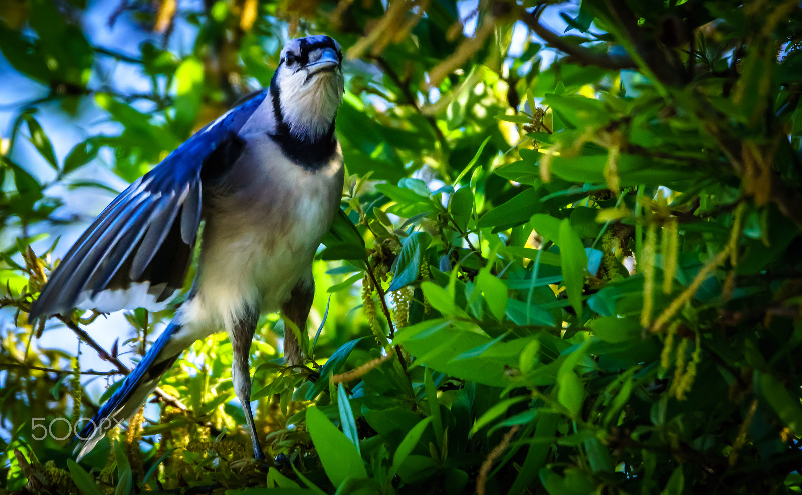 Sony ILCA-77M2 + Tamron SP 150-600mm F5-6.3 Di VC USD sample photo. Bluejay photography