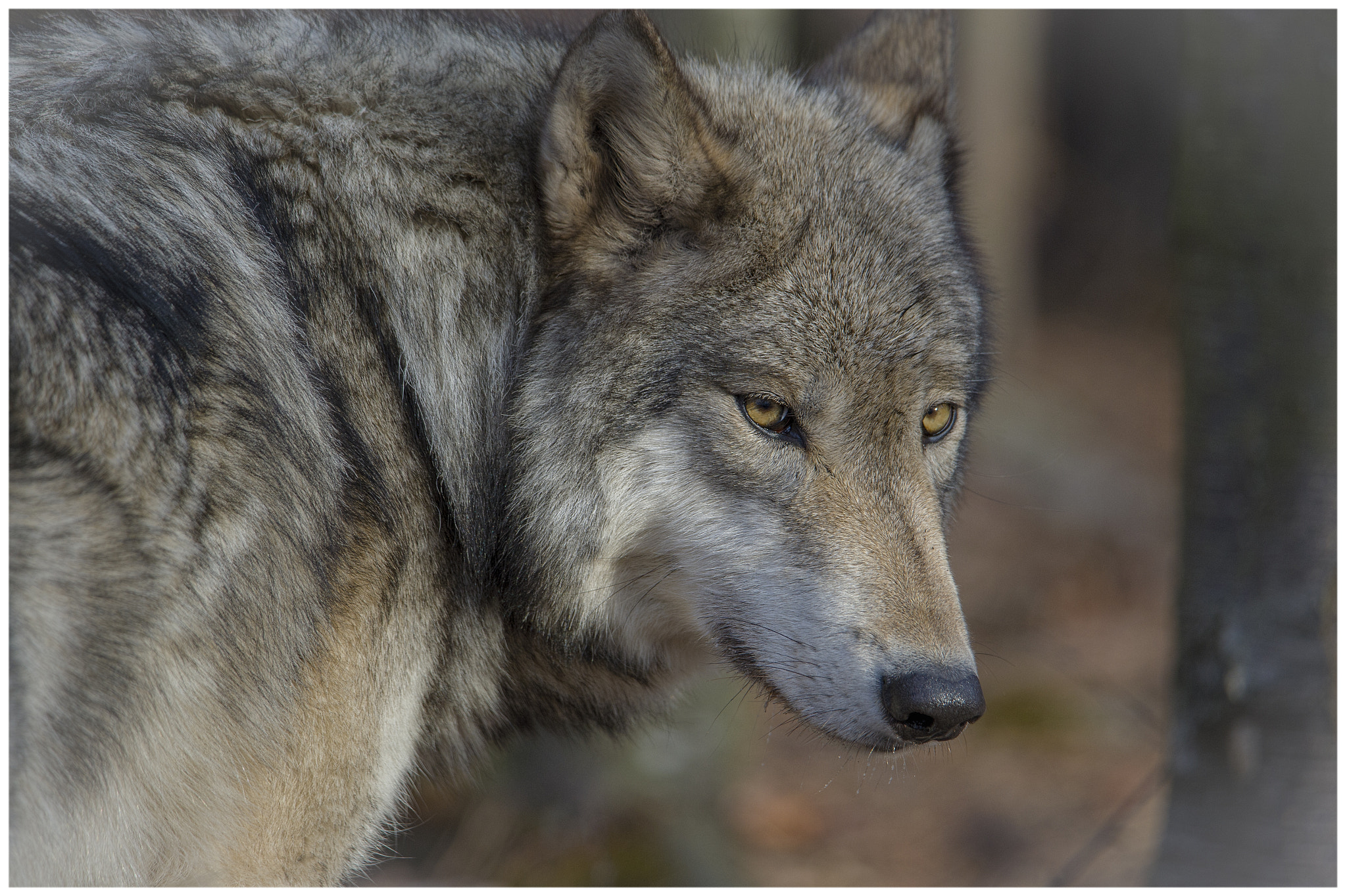 Nikon D4S + Sigma 50mm F2.8 EX DG Macro sample photo. Timber wolf photography