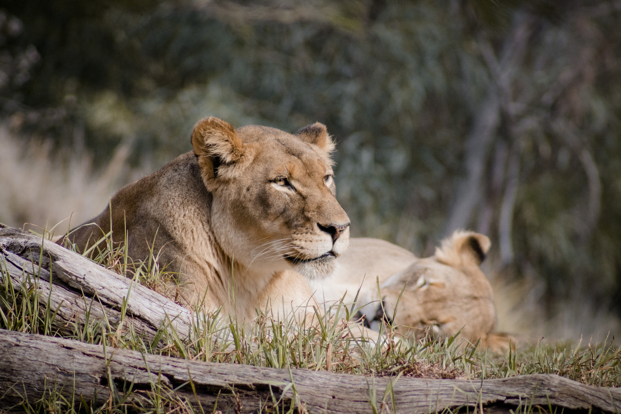 Canon EOS 70D + EF75-300mm f/4-5.6 sample photo. Guard duty photography