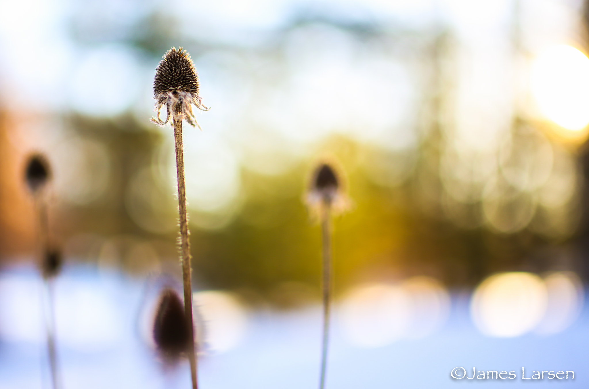 Canon EOS 6D + Tamron SP 45mm F1.8 Di VC USD sample photo. Dead plant in golden light photography