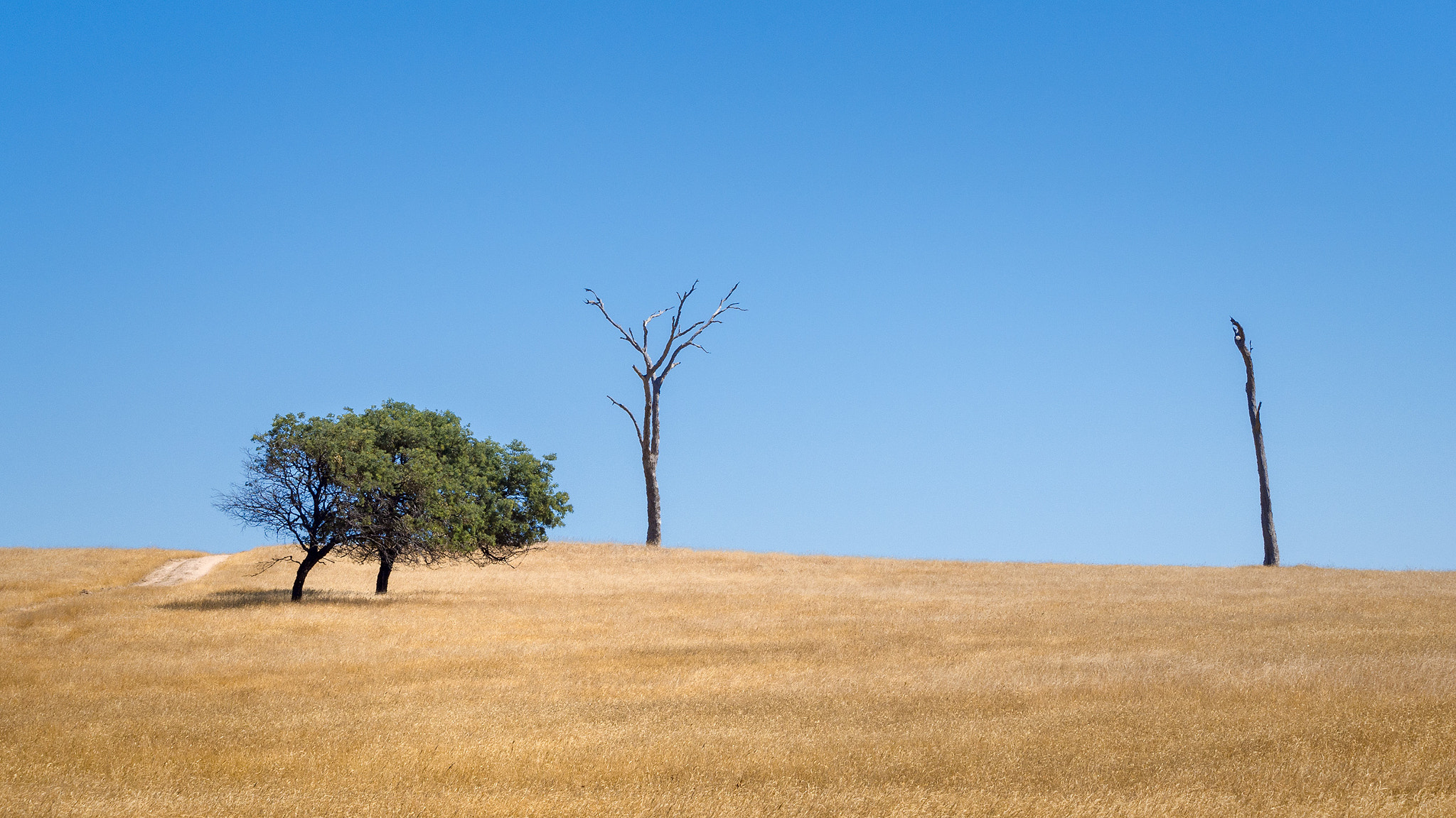 Olympus OM-D E-M5 + Olympus M.Zuiko Digital ED 40-150mm F2.8 Pro sample photo. Trees in a field photography