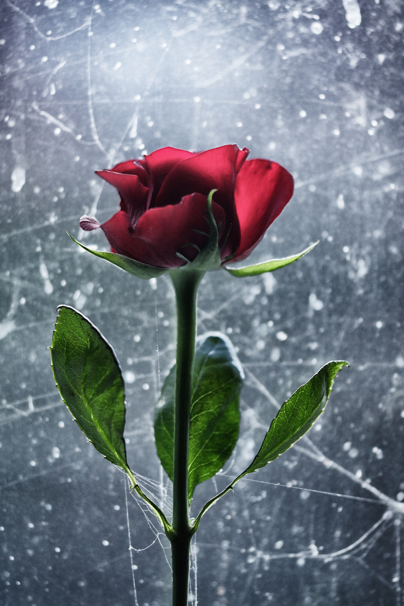 Sigma APO Macro 150mm f/2.8 EX DG HSM sample photo. Winter rose photography