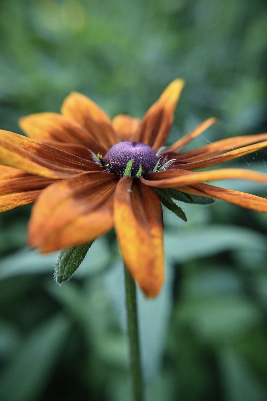 Nikon D5500 sample photo. Vivid photography