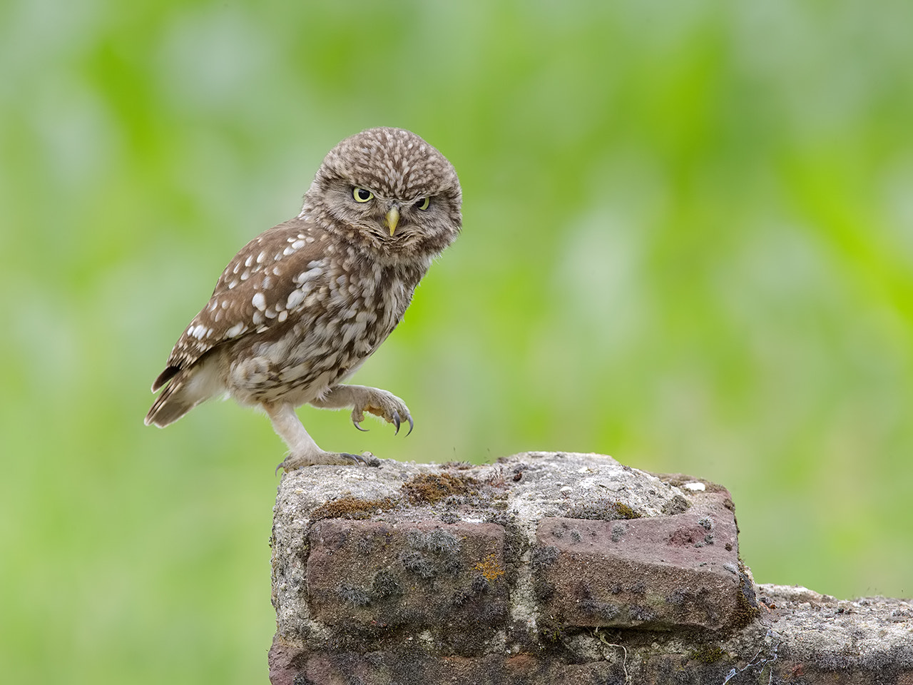 Canon EOS-1D X + Canon EF 600mm F4L IS II USM sample photo. Bad hair day.  photography