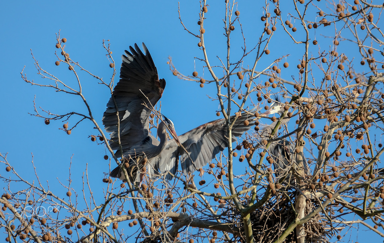 Fujifilm XF 100-400mm F4.5-5.6 R LM OIS WR sample photo. Cvnp rookery photography