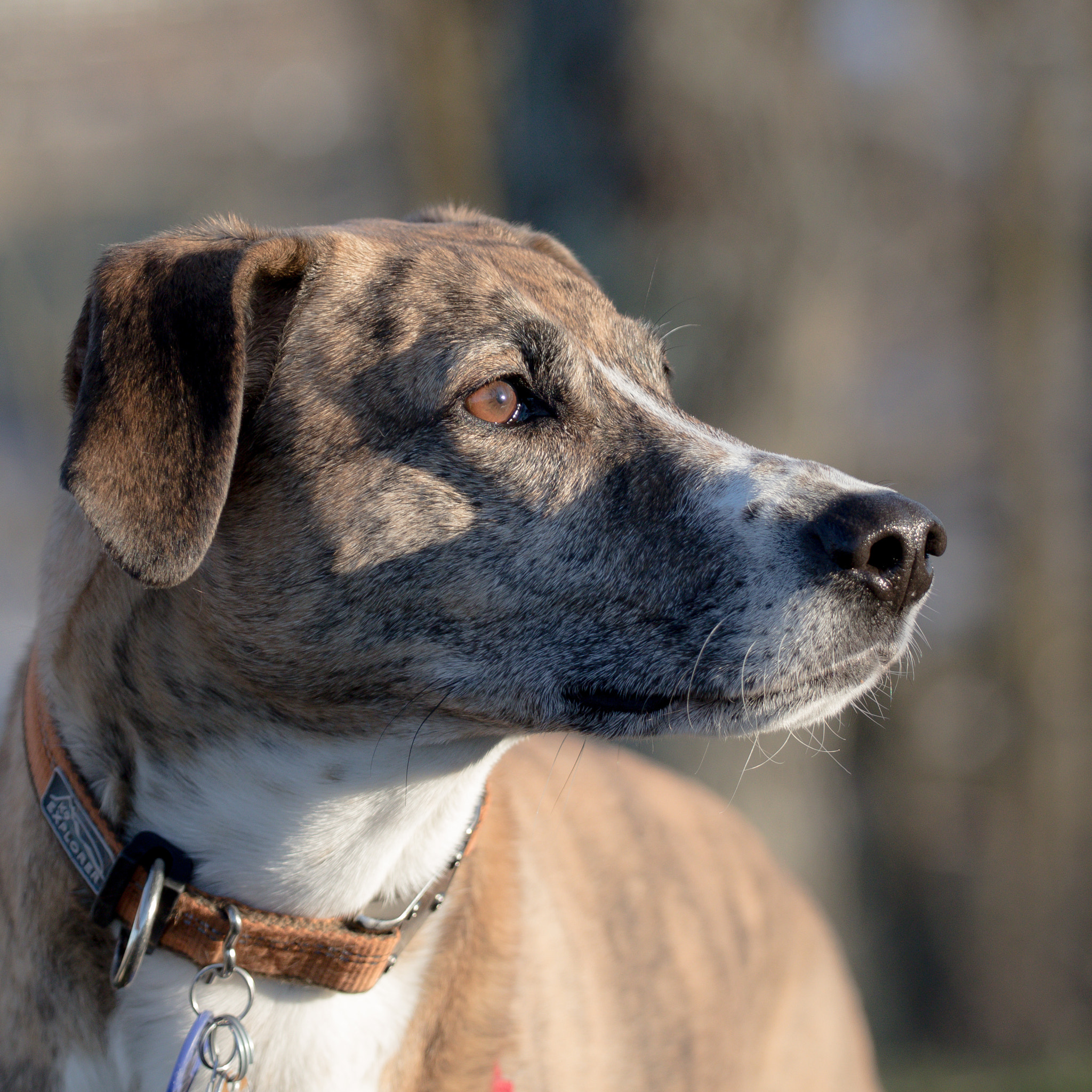 Canon EF 70-200mm F4L USM sample photo. Mesa portrait photography