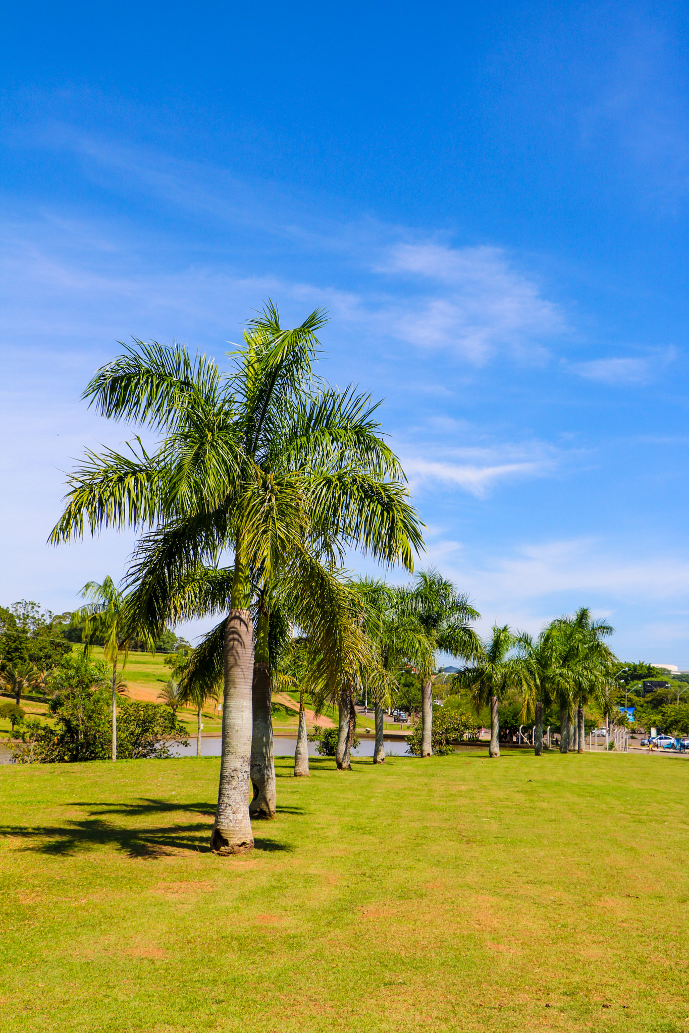 Canon EOS 760D (EOS Rebel T6s / EOS 8000D) sample photo. Eco park campinas photography