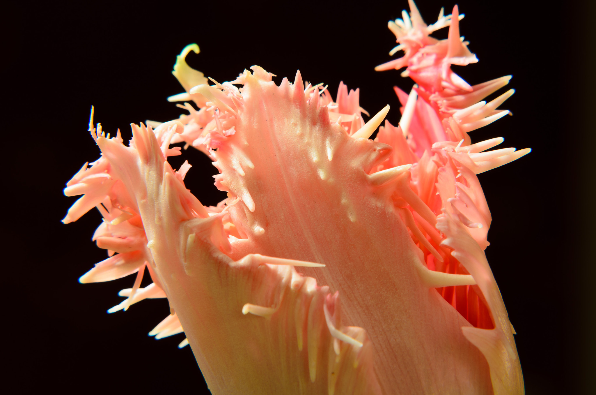 Nikon D7000 + Nikon AF-S Nikkor 85mm F1.8G sample photo. Scary tulip photography