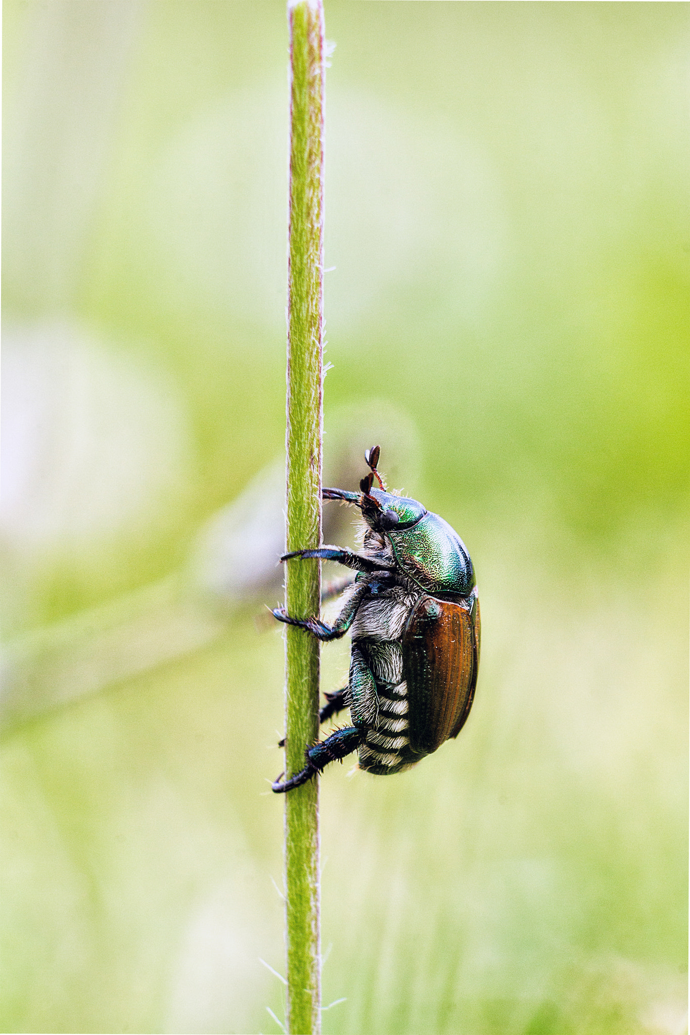 Canon EF-S 55-250mm F4-5.6 IS II sample photo. Ascensus photography