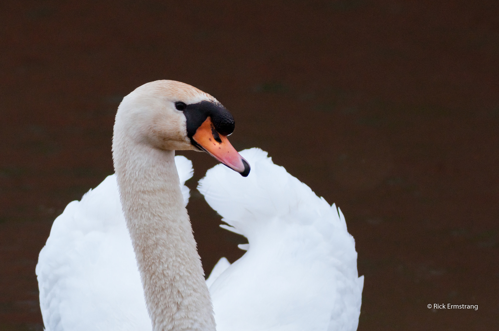 AF Nikkor 180mm f/2.8 IF-ED sample photo. Swan photography