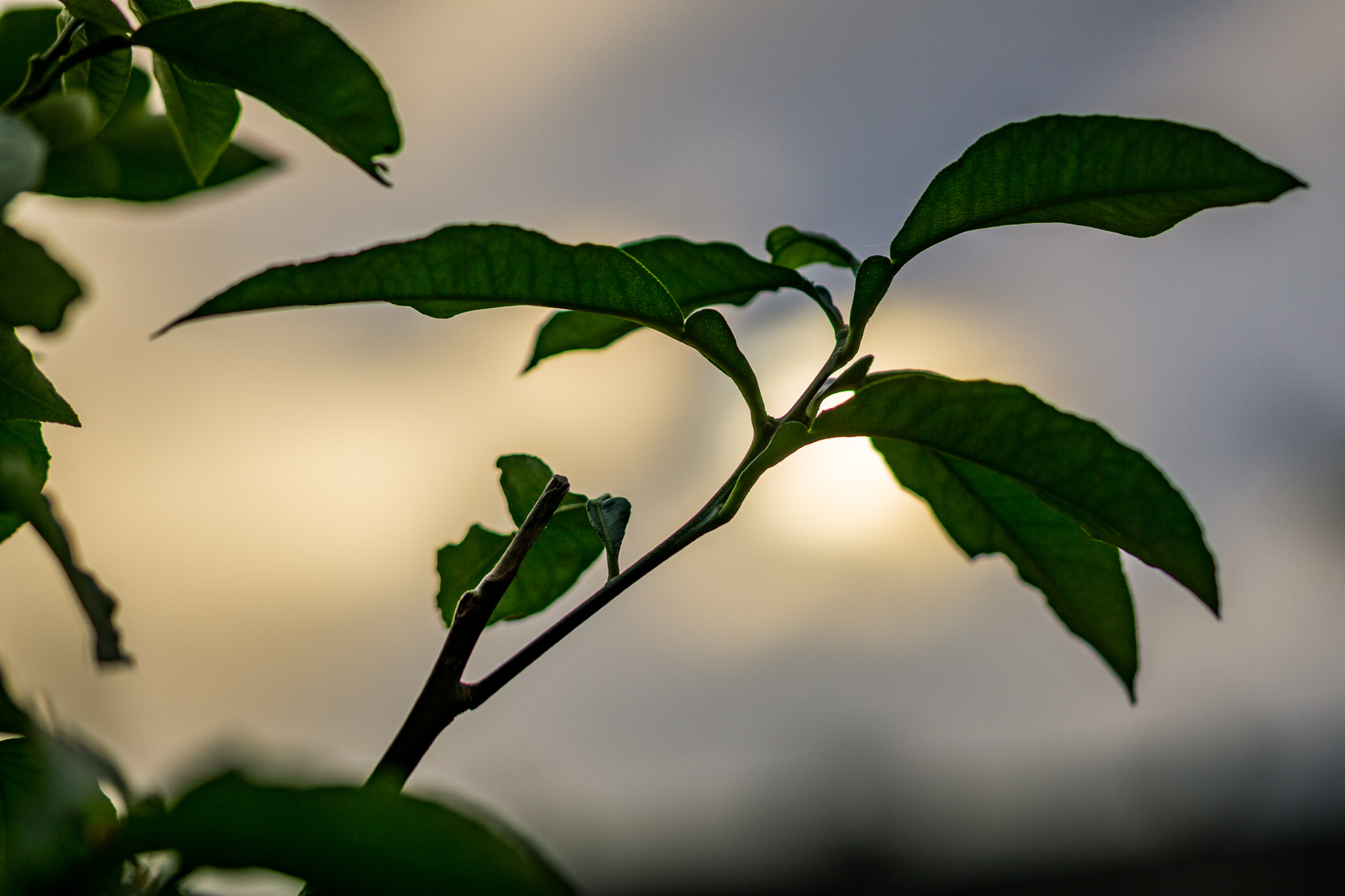 Sony a6000 sample photo. Early spring sunset photography