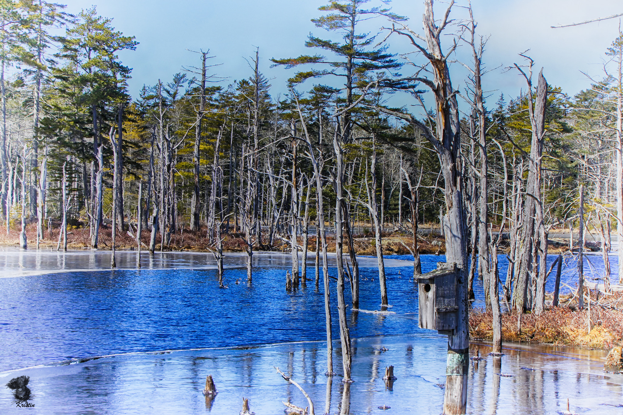 Sony E 55-210mm F4.5-6.3 OSS sample photo. Moose pond photography