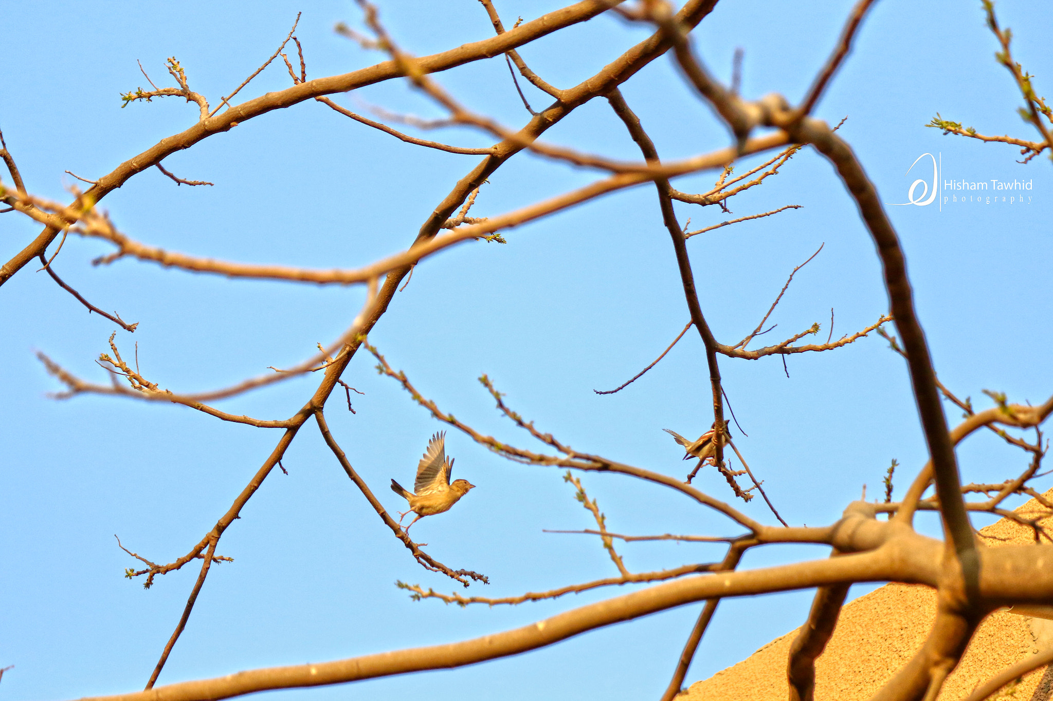 Canon EF-S 55-250mm F4-5.6 IS II sample photo. Go photography
