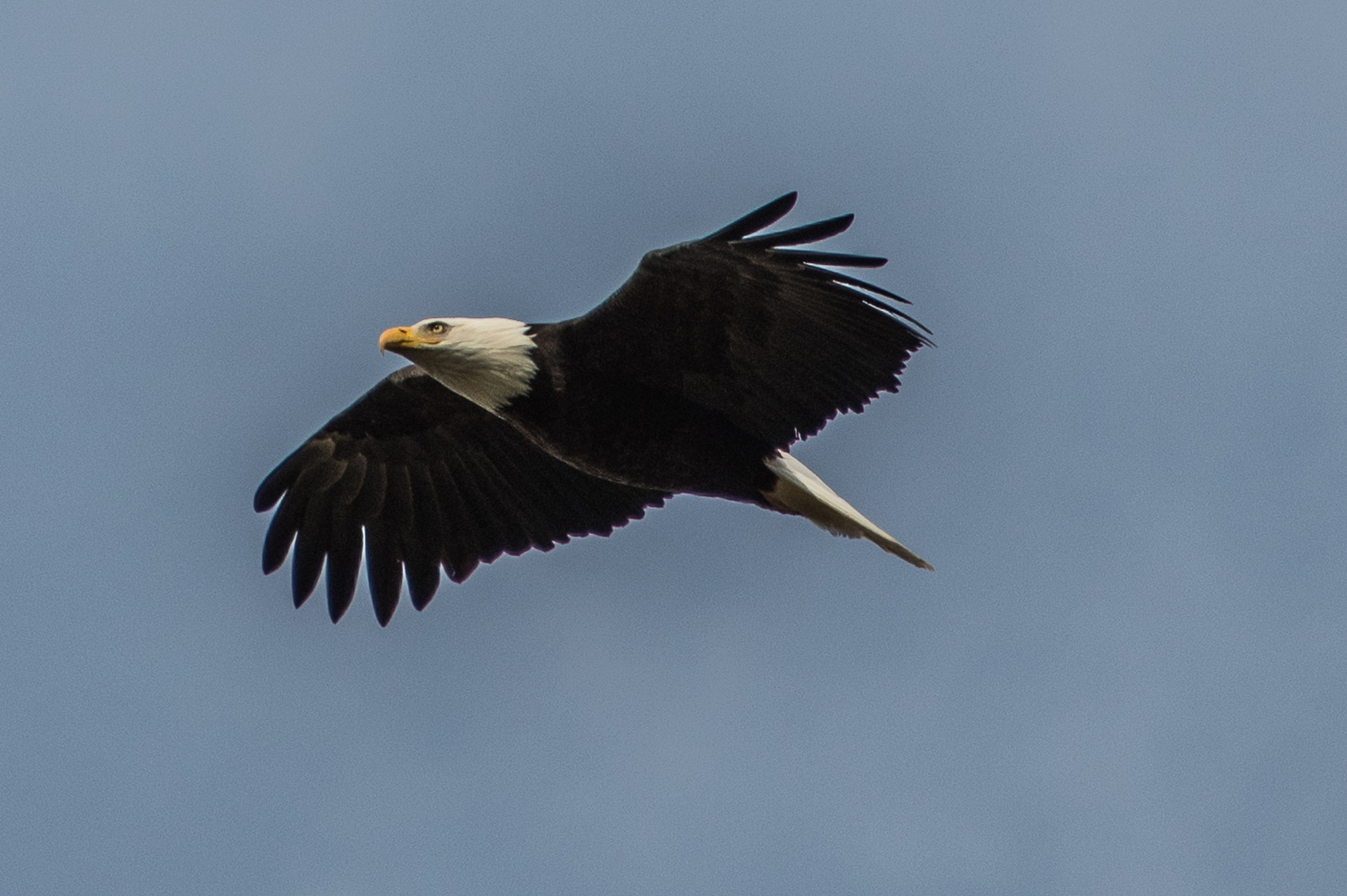 Nikon D500 sample photo. Banking eagle photography