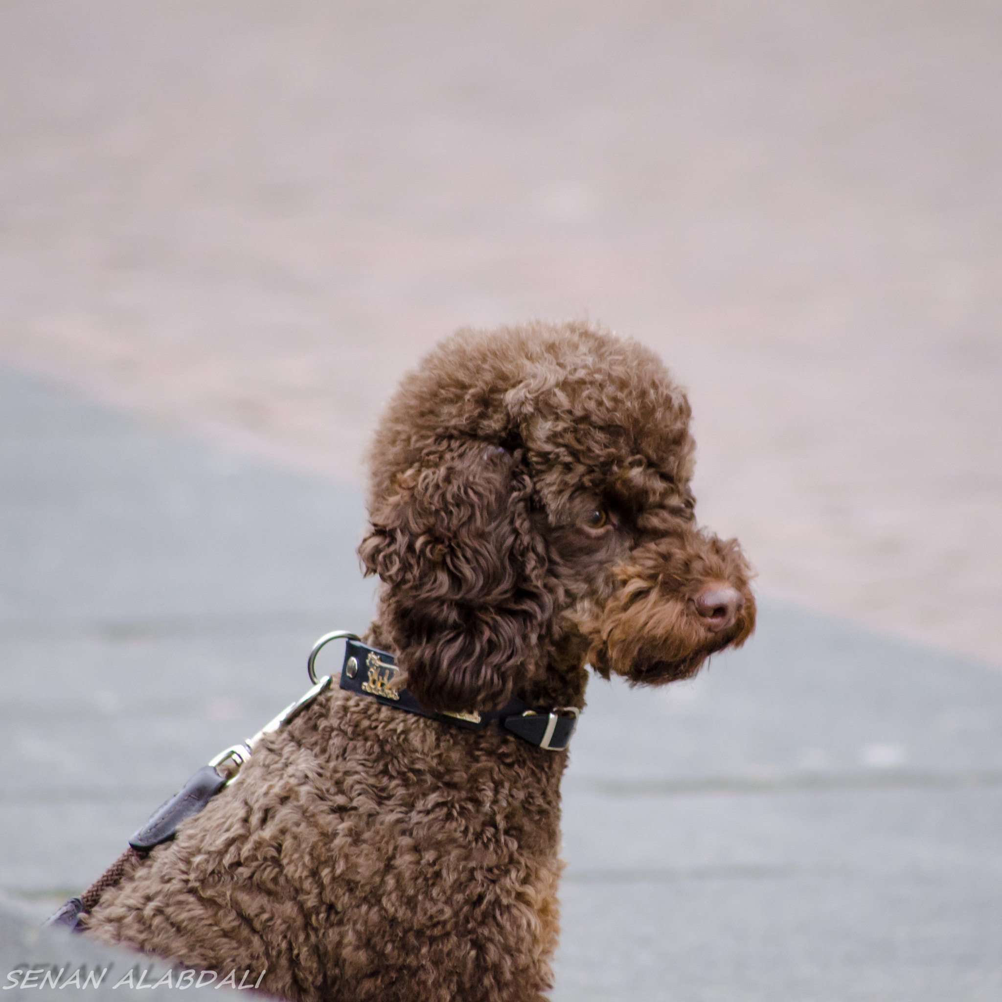 Sigma 70-300mm F4-5.6 APO DG Macro sample photo. Dsc photography