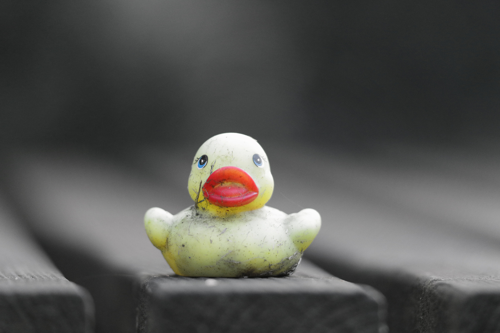 Sigma APO Macro 150mm f/2.8 EX DG HSM sample photo. Winter duck photography