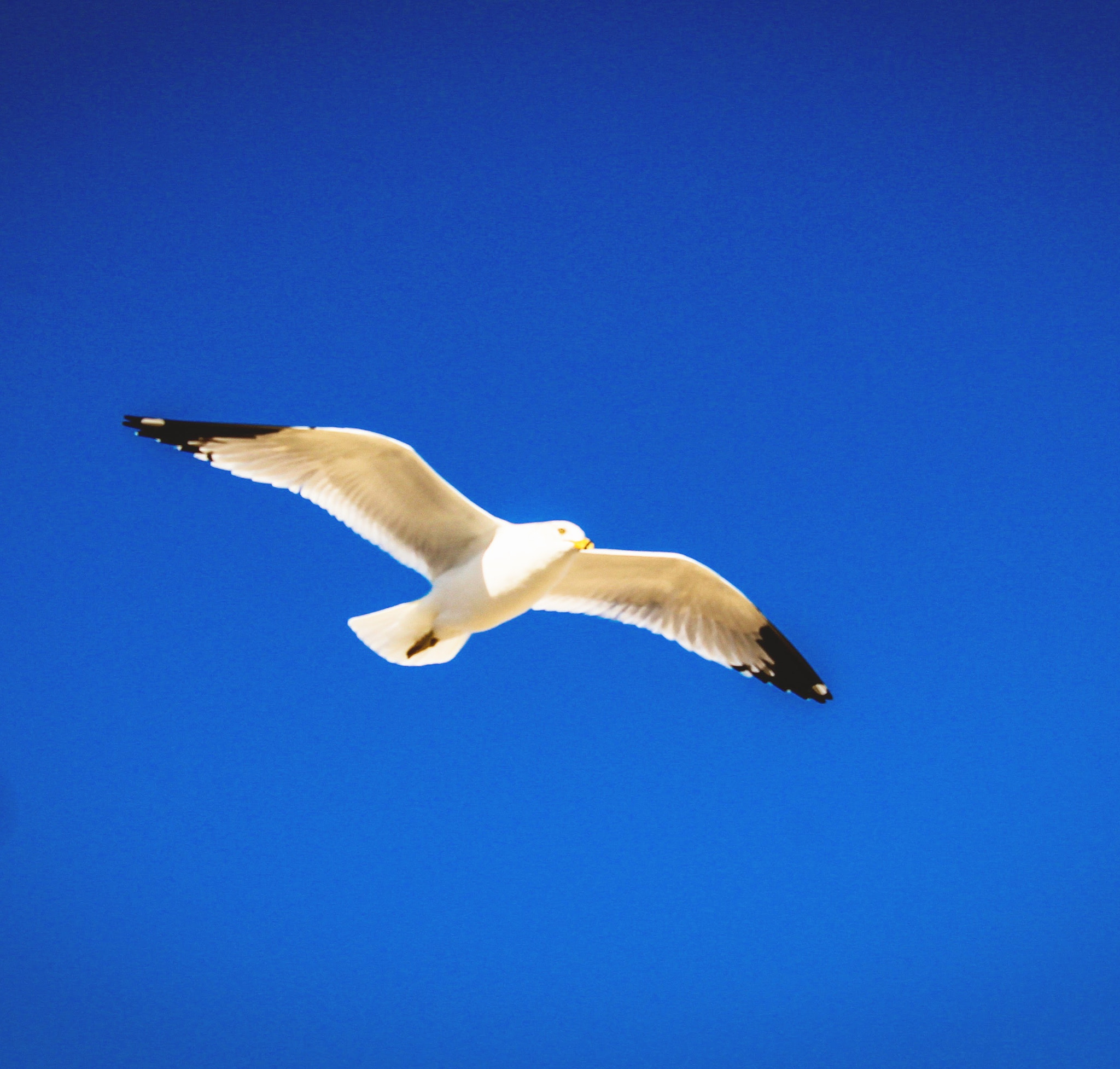 Canon EF-S 55-250mm F4-5.6 IS STM sample photo