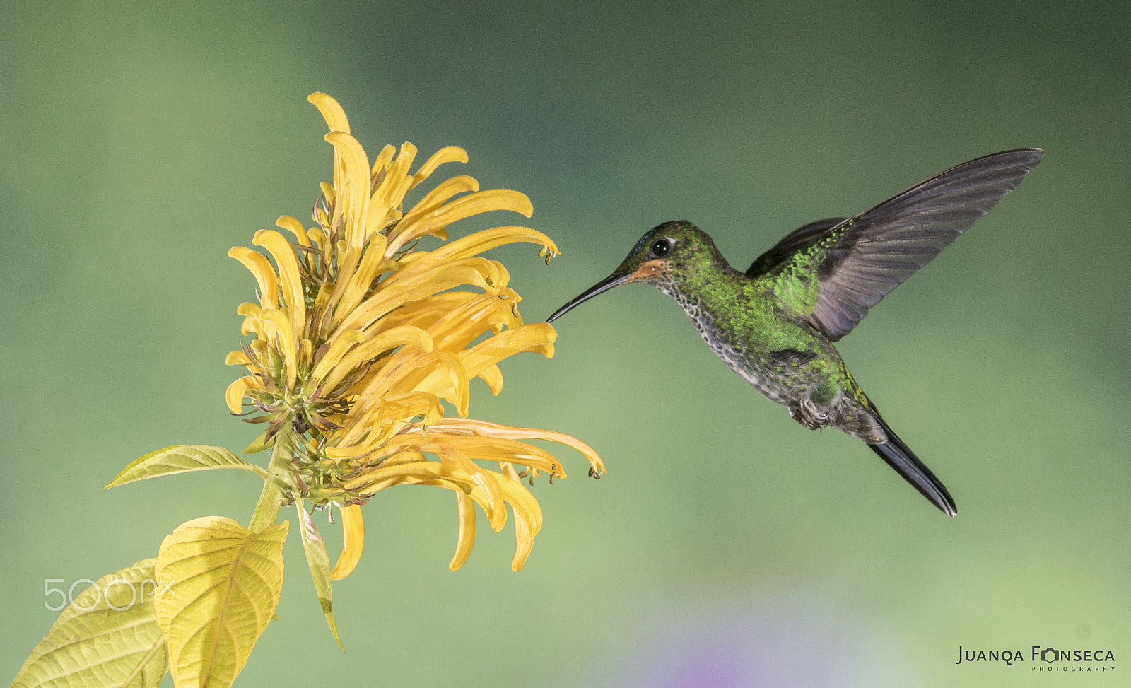 Sony 70-300mm F4.5-5.6 G SSM sample photo. Flying hummingbirds photography