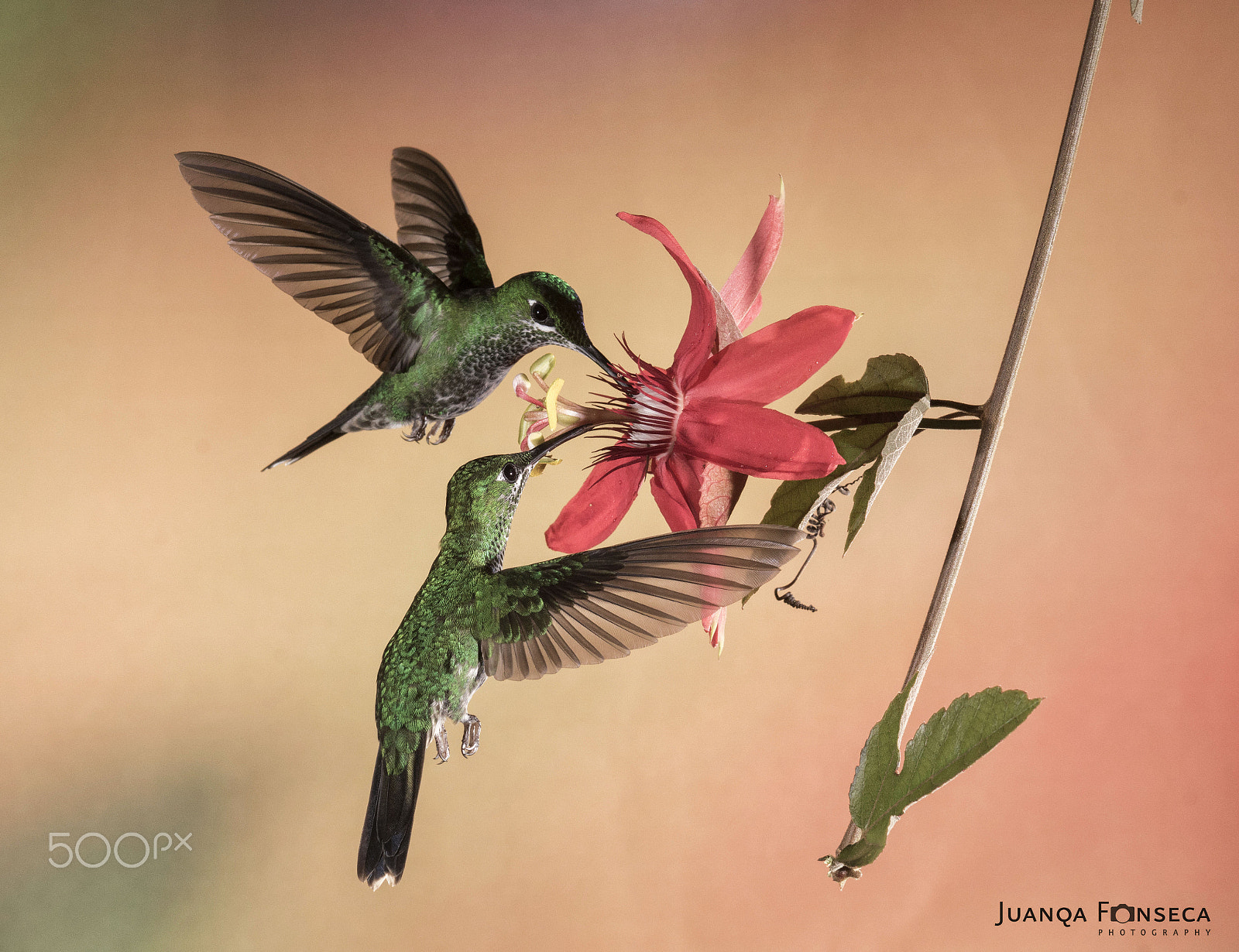 Sony 70-300mm F4.5-5.6 G SSM sample photo. Flying hummingbirds photography