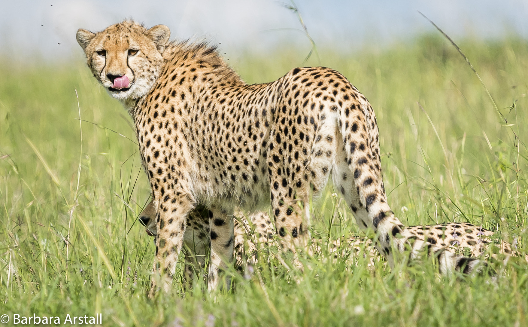 Nikon Nikkor AF-S 300mm F4E PF ED VR sample photo. Cheetah licking lips! photography