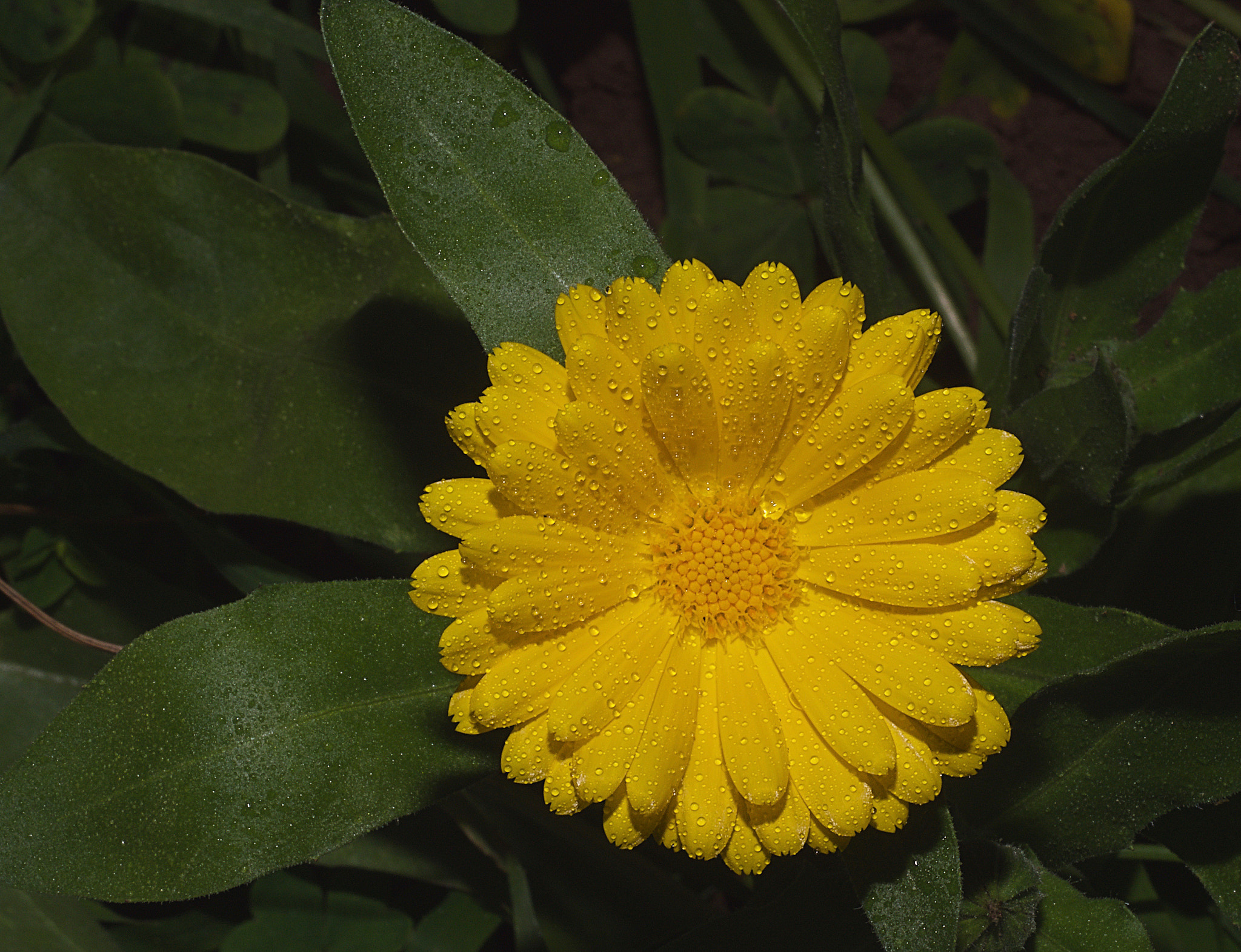 Olympus M.Zuiko Digital ED 60mm F2.8 Macro sample photo. Morning dew photography