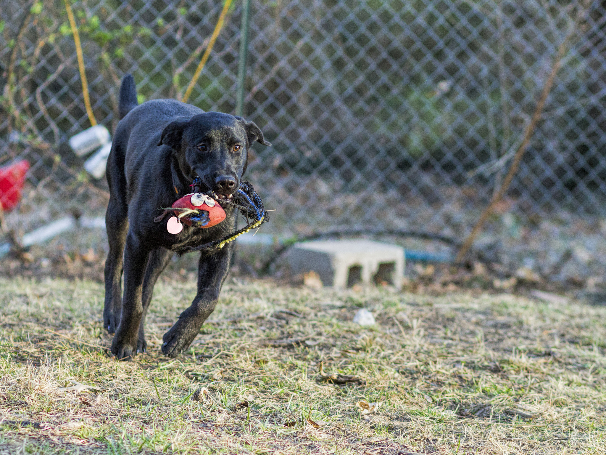 Canon EOS 7D + Canon EF 85mm F1.8 USM sample photo. Img photography