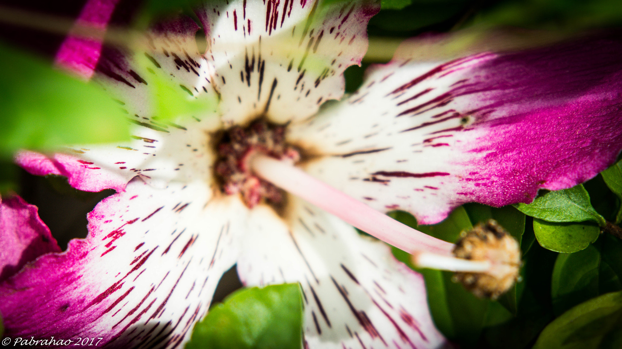 Sony SLT-A57 + Sony 100mm F2.8 Macro sample photo. Hibiscus. photography