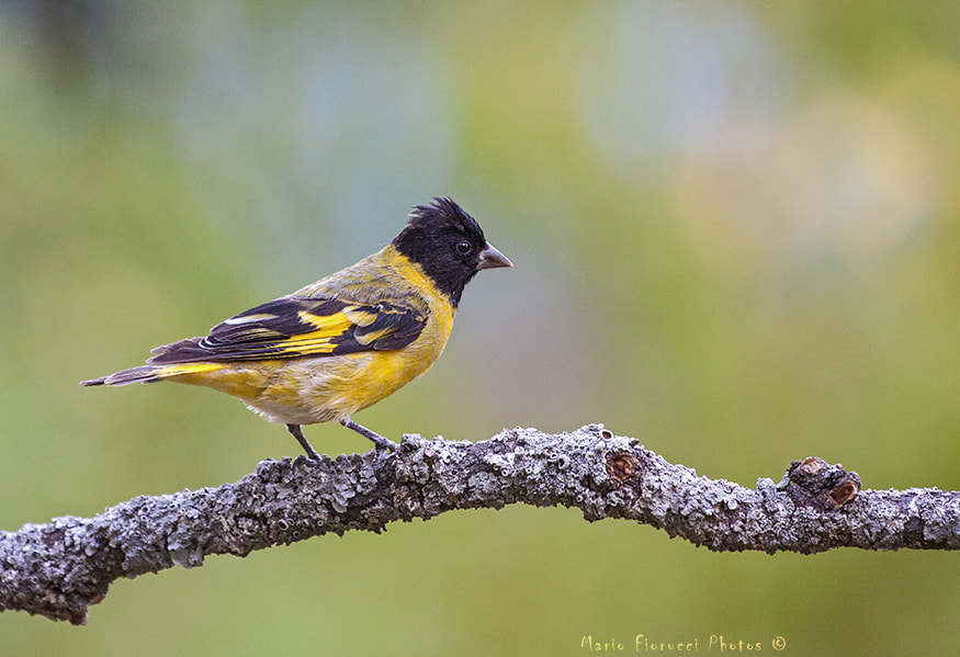 Canon EF 100-400mm F4.5-5.6L IS USM sample photo. Spinus magellanicus photography