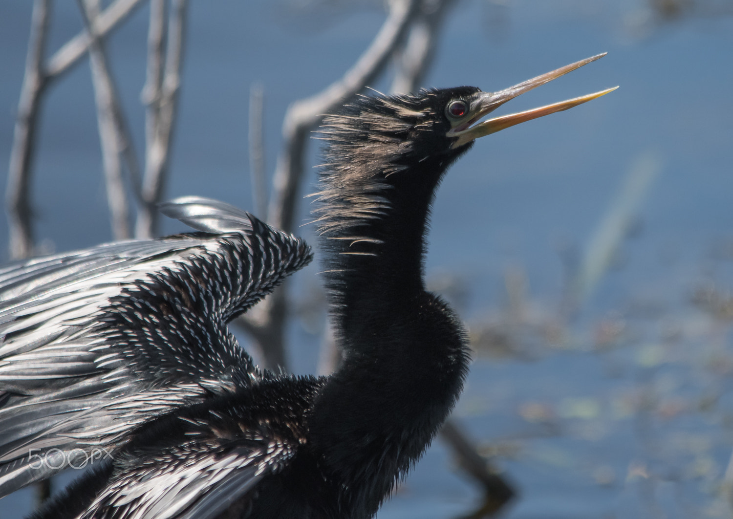 Nikon D500 + Sigma 150-500mm F5-6.3 DG OS HSM sample photo. Anhinga photography