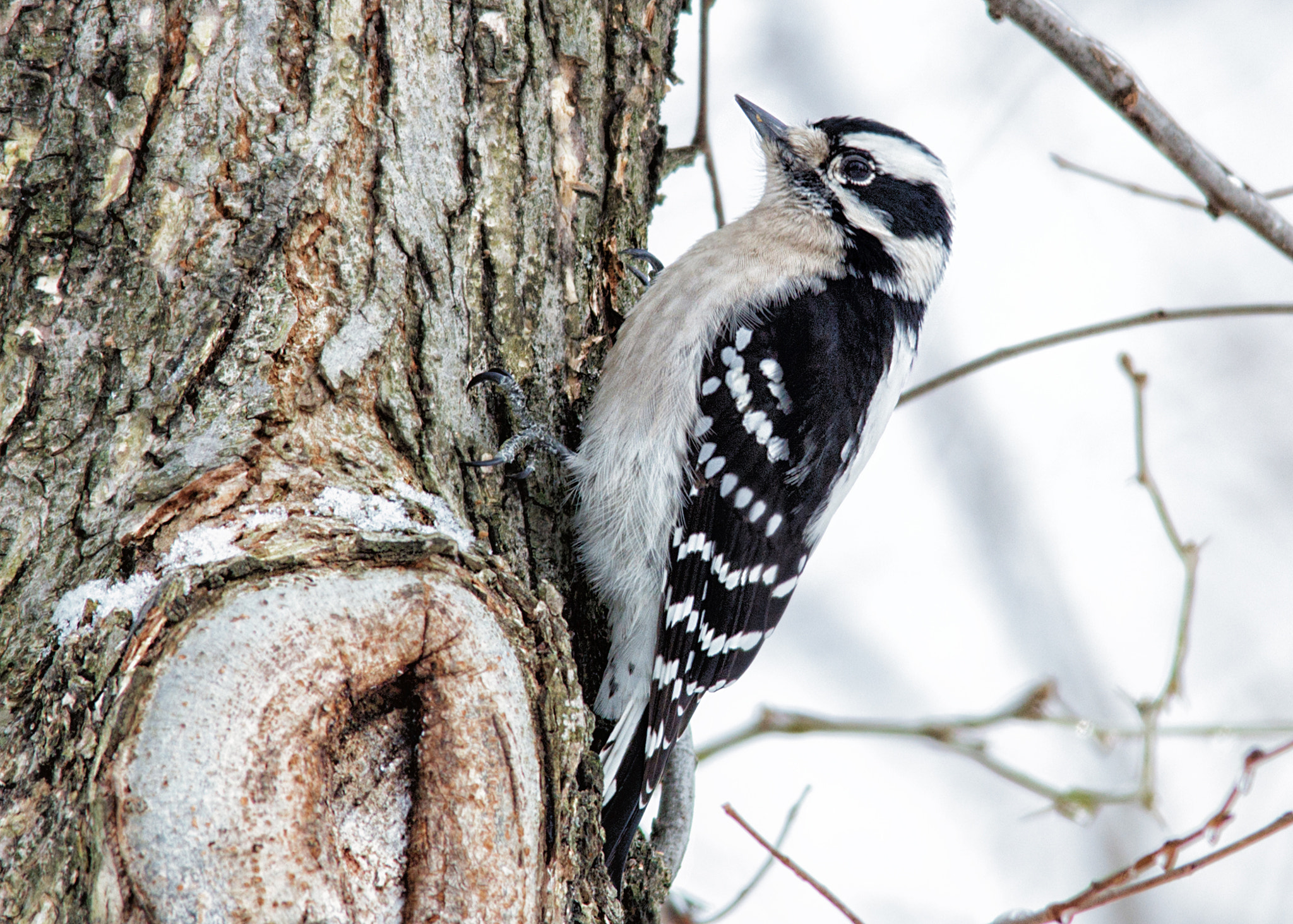 Sigma 150-500mm F5-6.3 DG OS HSM sample photo. Downy woodpecker photography