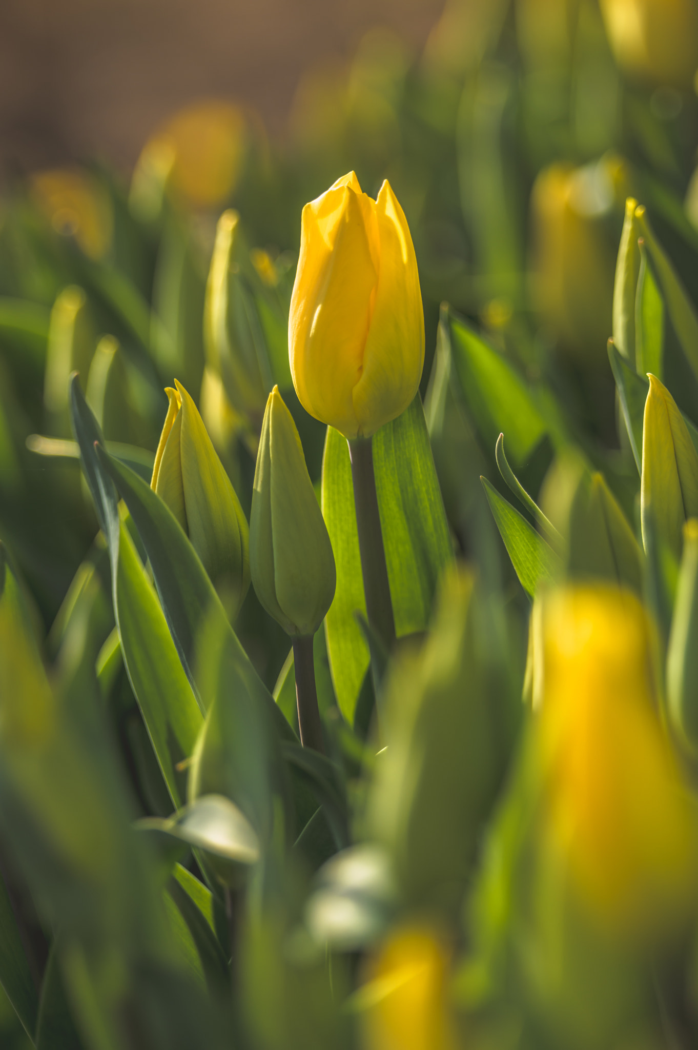 Pentax D FA* 70-200mm F2.8ED DC AW sample photo. ** photography