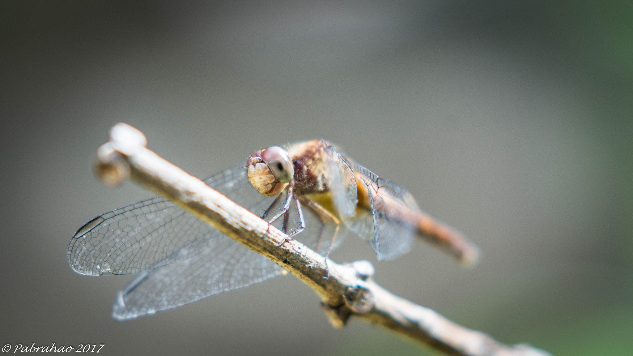 Sony SLT-A57 + Sony 100mm F2.8 Macro sample photo. Hey, do you wanna a ride? photography