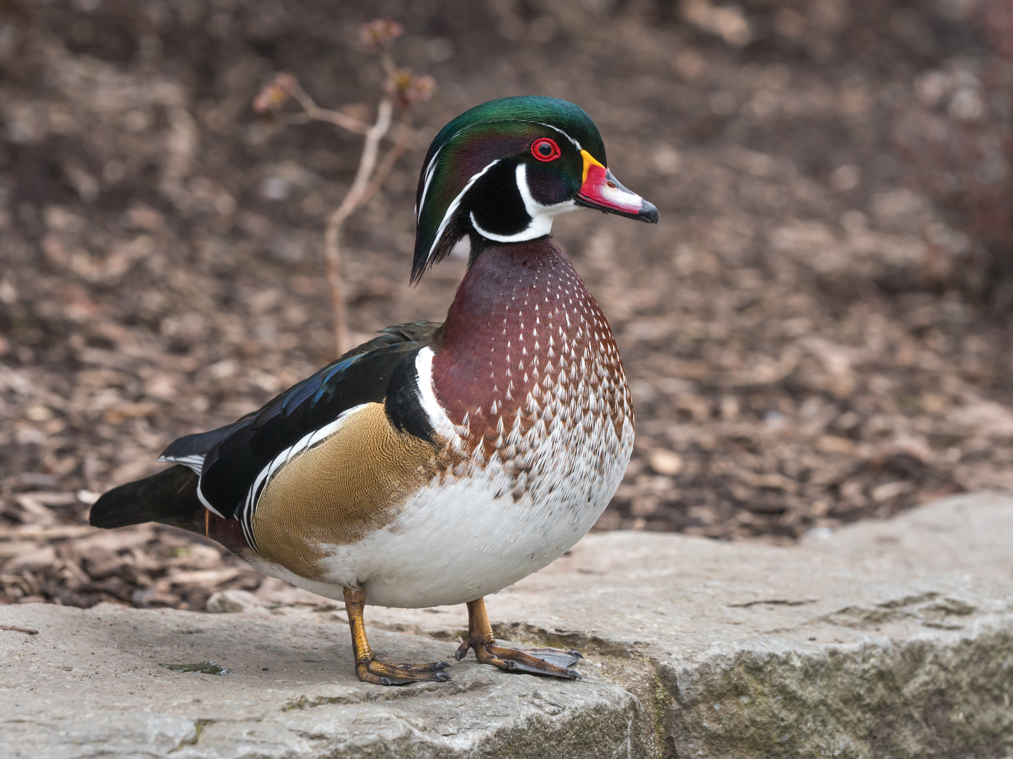 Sony a7R II + Sony FE 70-200mm F2.8 GM OSS sample photo. Wood duck photography