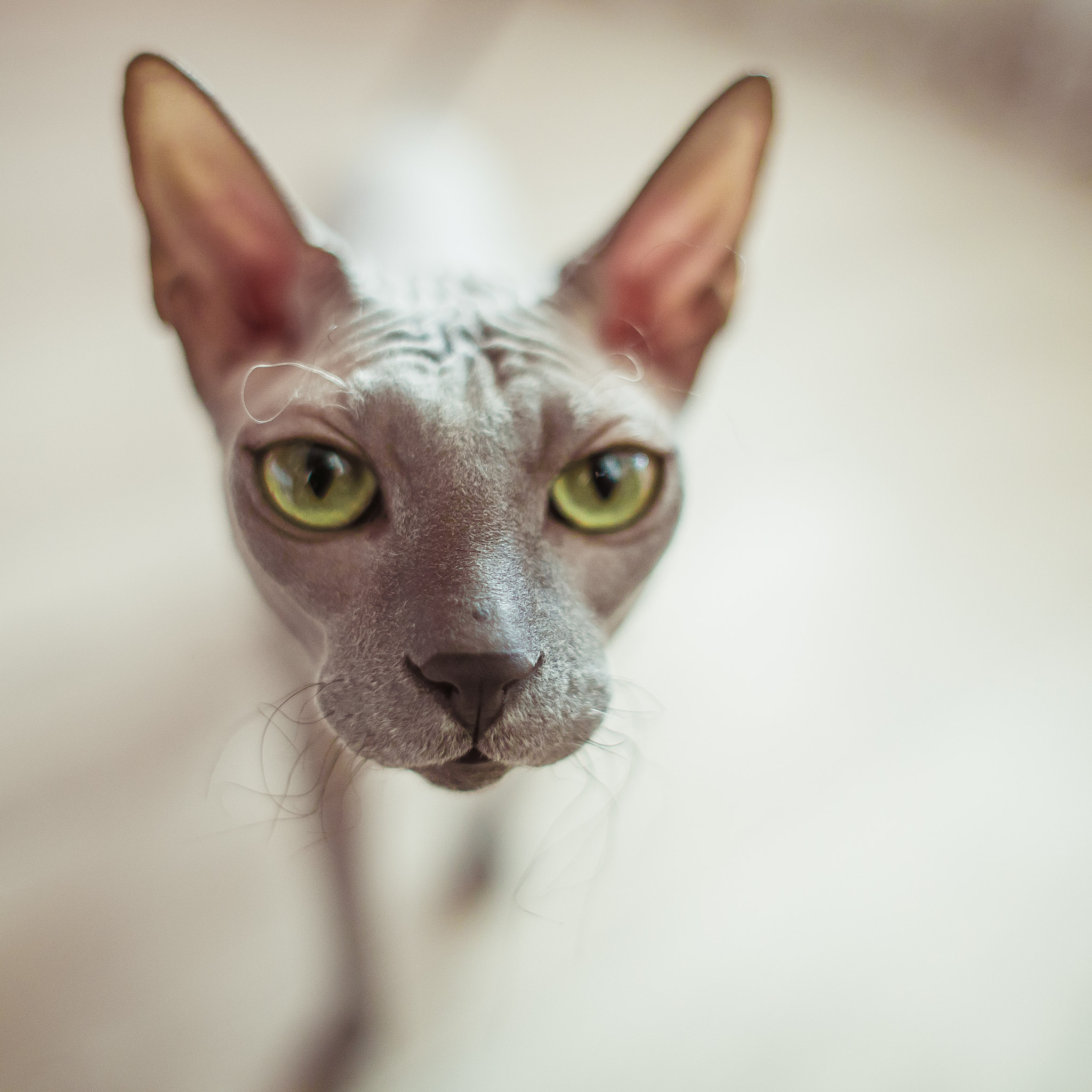 Canon EF 28mm F1.8 USM sample photo. Img photography