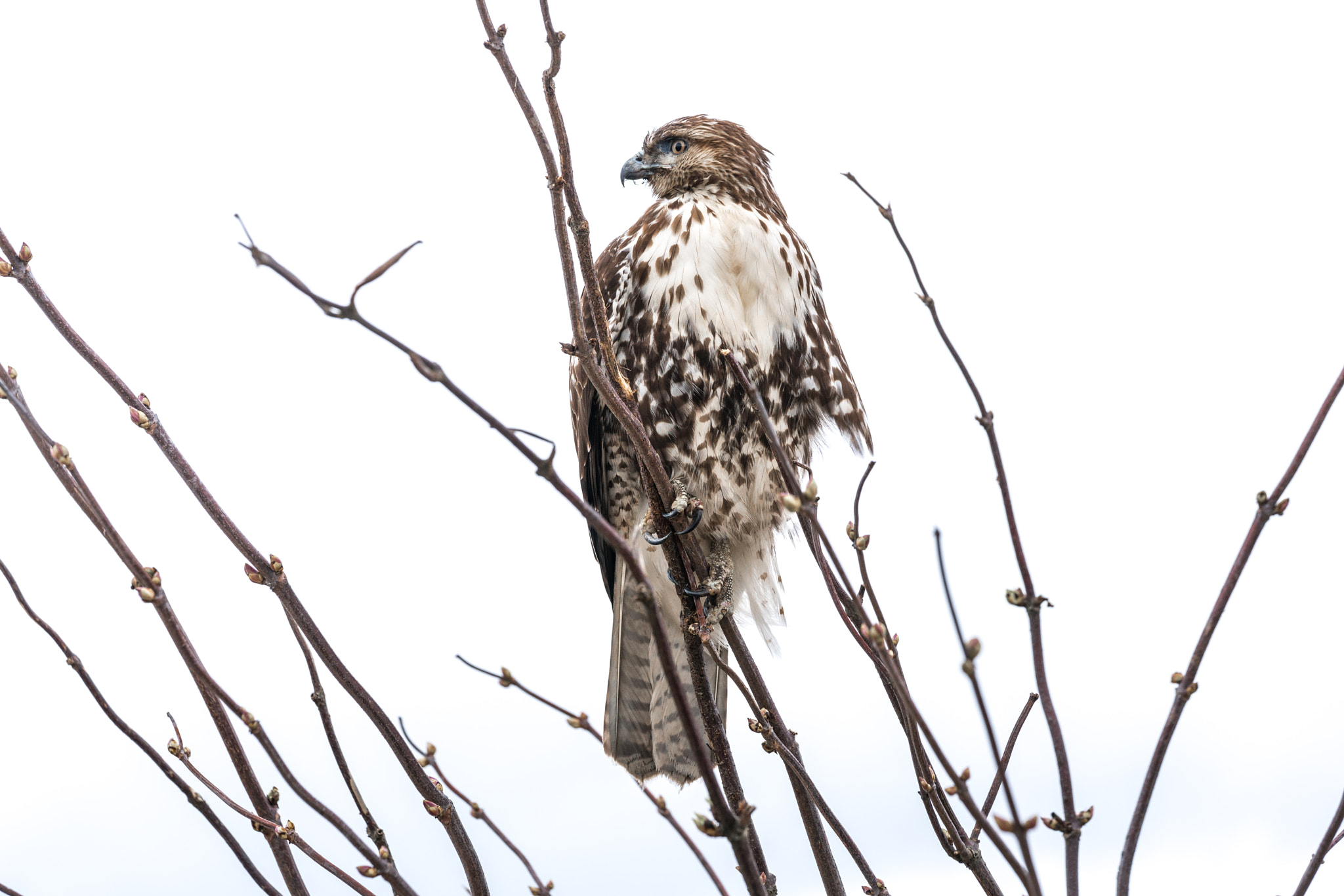 Sony a7R II + Sony FE 70-200mm F2.8 GM OSS sample photo. Red-tailed hawk photography