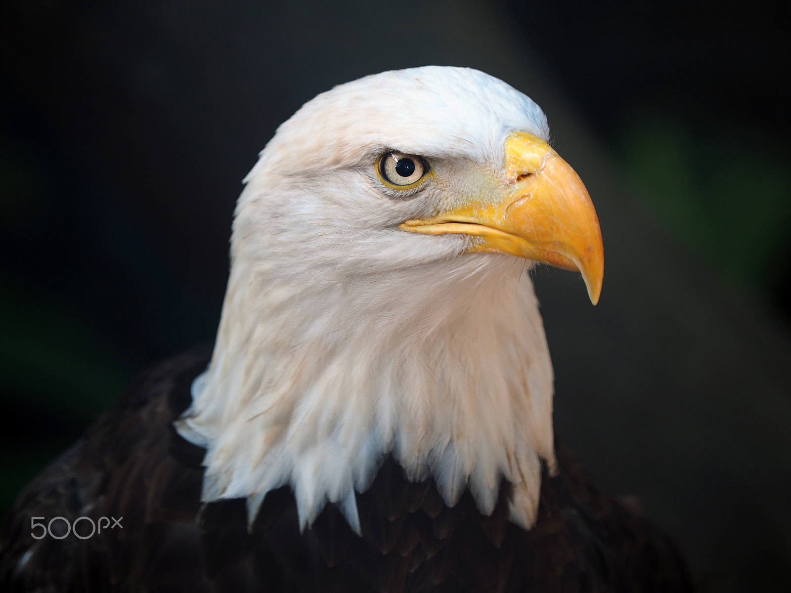 Olympus OM-D E-M1 sample photo. Lady liberty photography