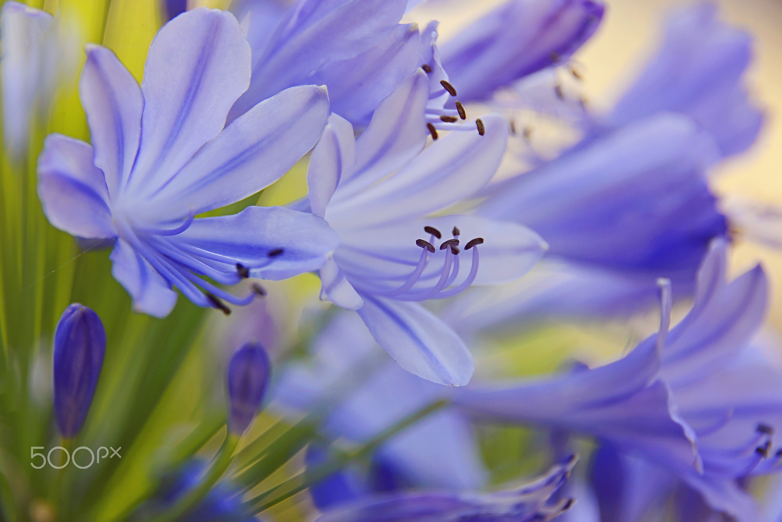 Nikon D800E sample photo. Lily of the nile photography