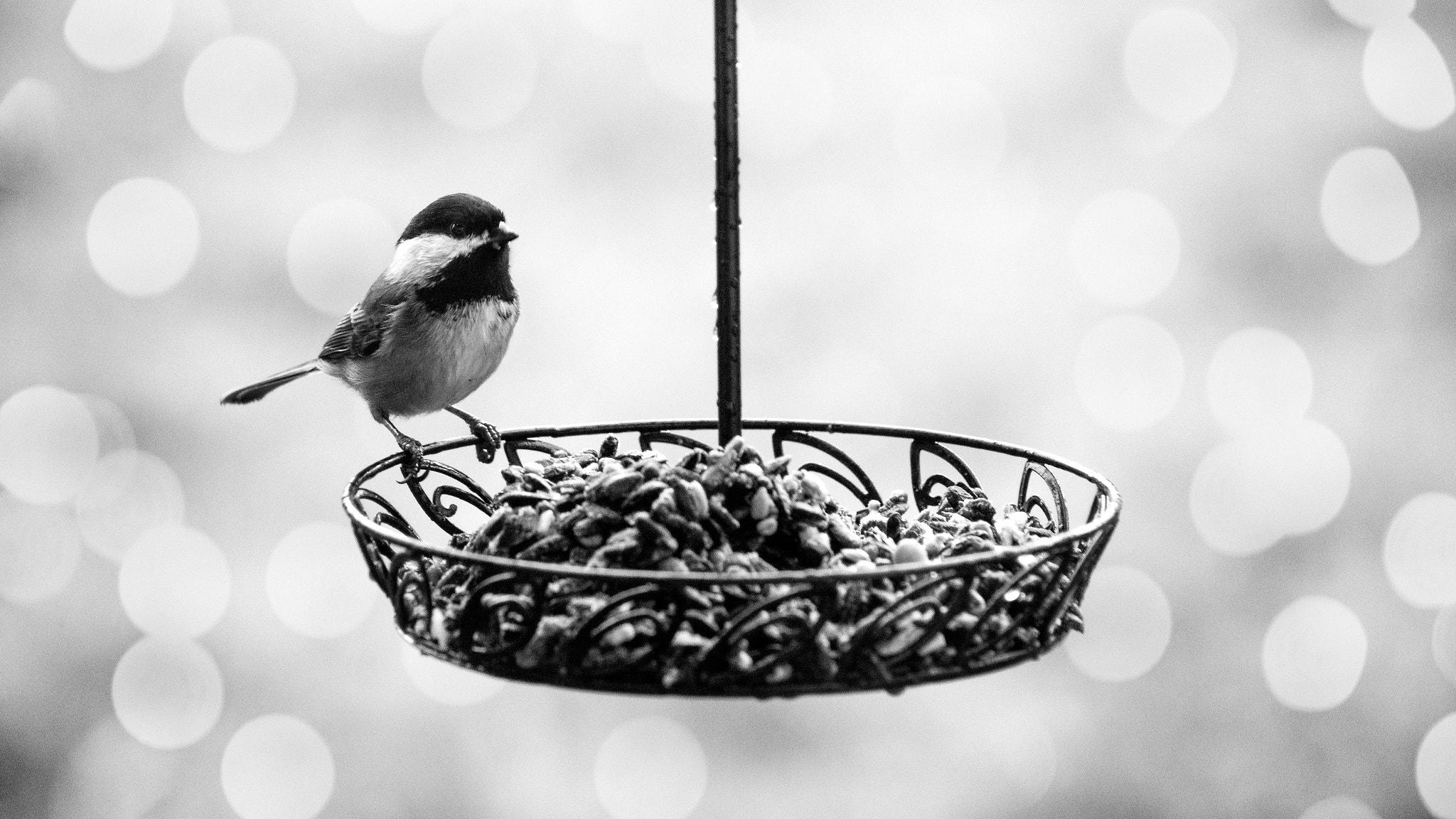 Canon EOS 6D + EF75-300mm f/4-5.6 sample photo. A little chickadee photography