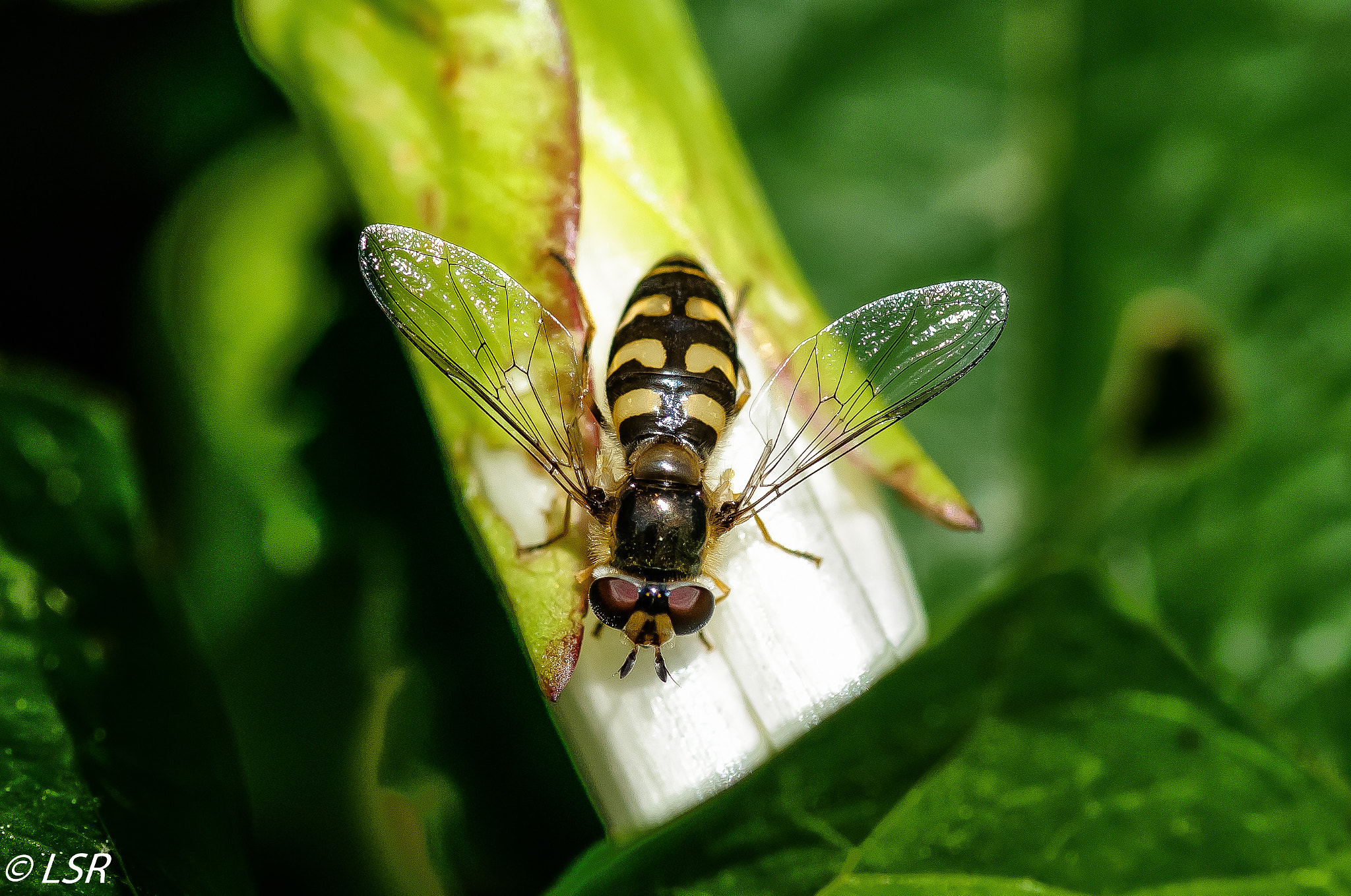 Nikon AF-S Micro-Nikkor 105mm F2.8G IF-ED VR sample photo. Sirfid photography