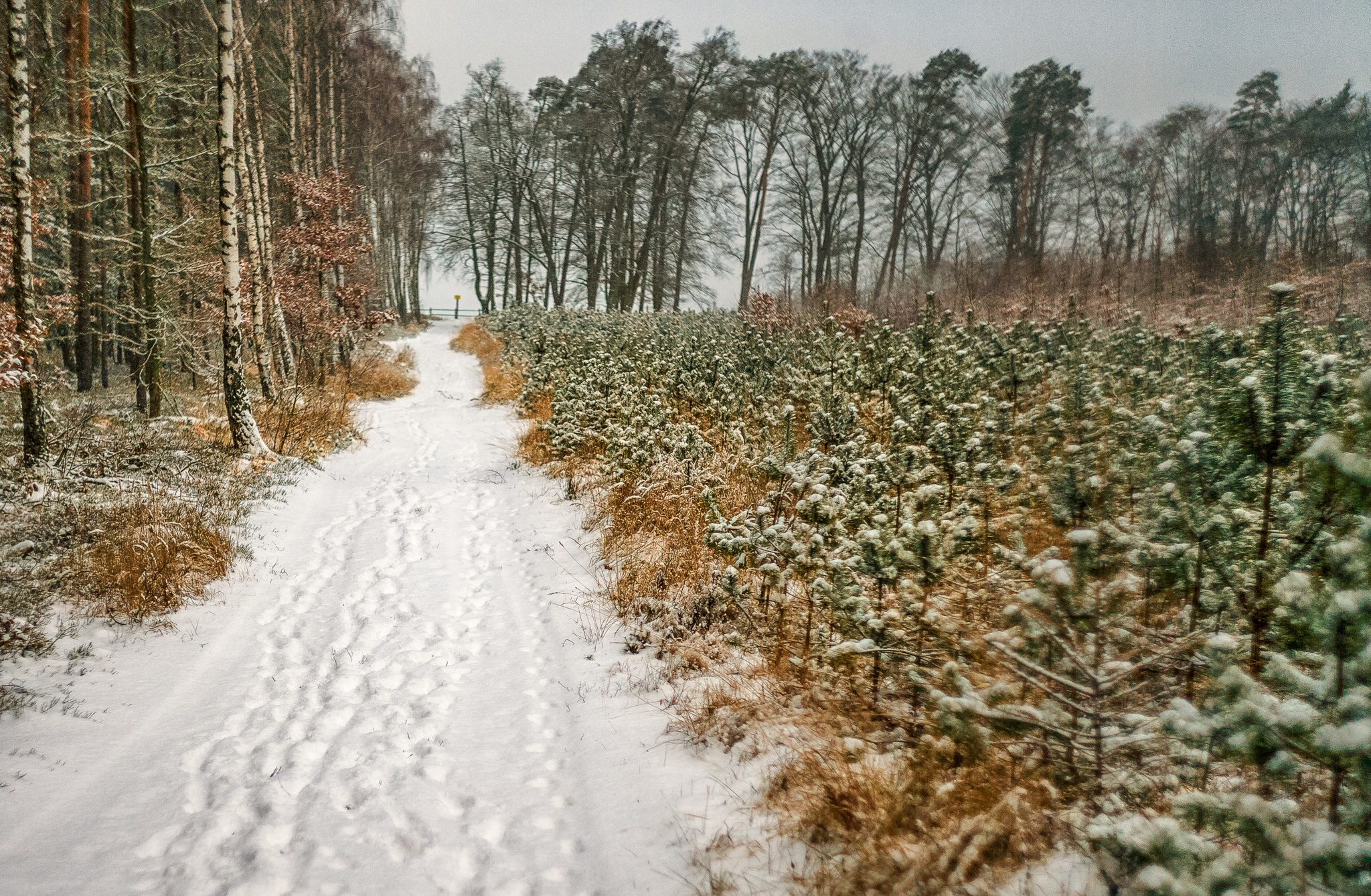 Canon EOS-1Ds Mark II + Canon EF 35-80mm f/4-5.6 sample photo. Winter@path photography
