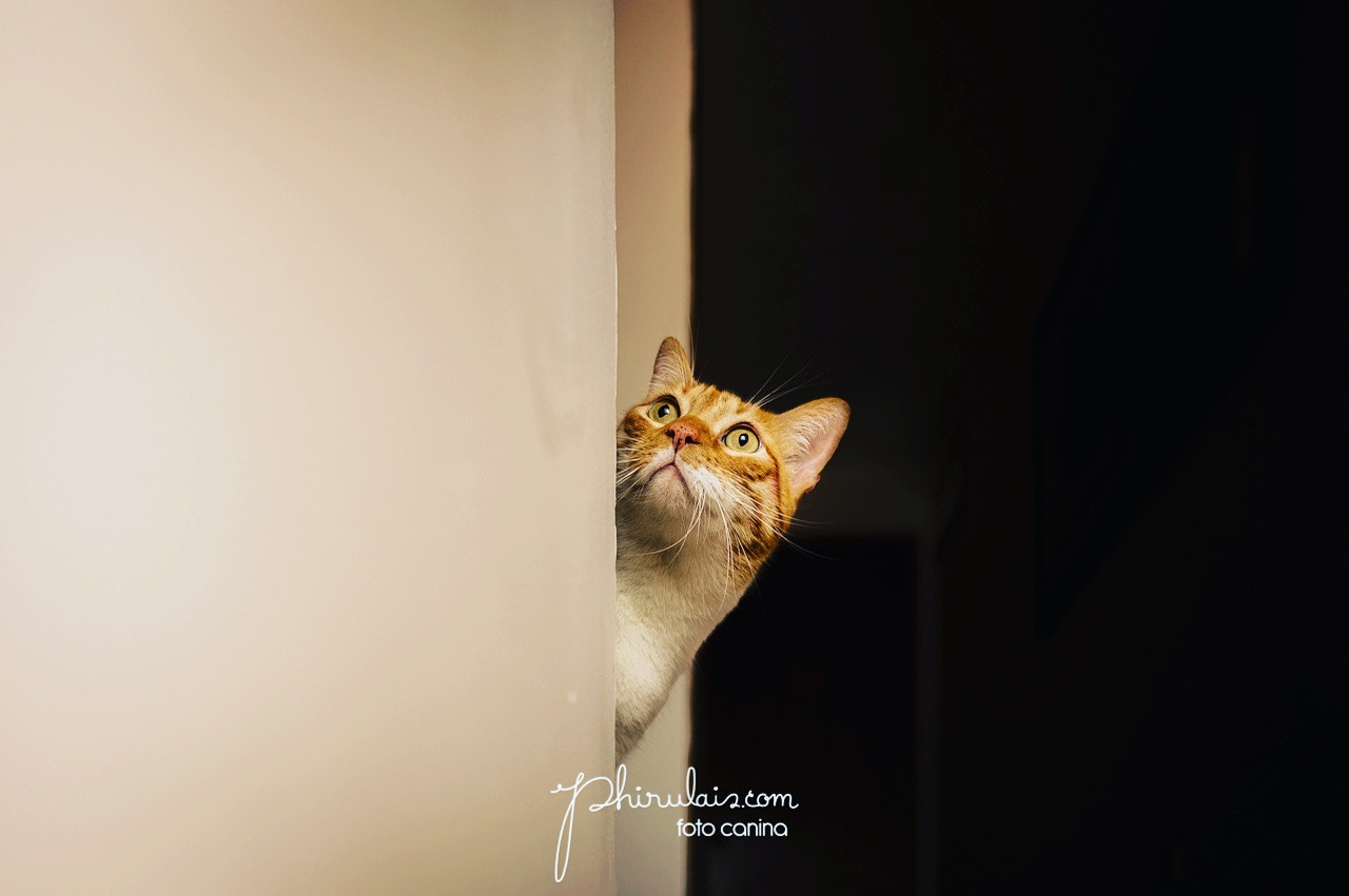 Canon EF-S 24mm F2.8 STM sample photo. ¿who are you? photography