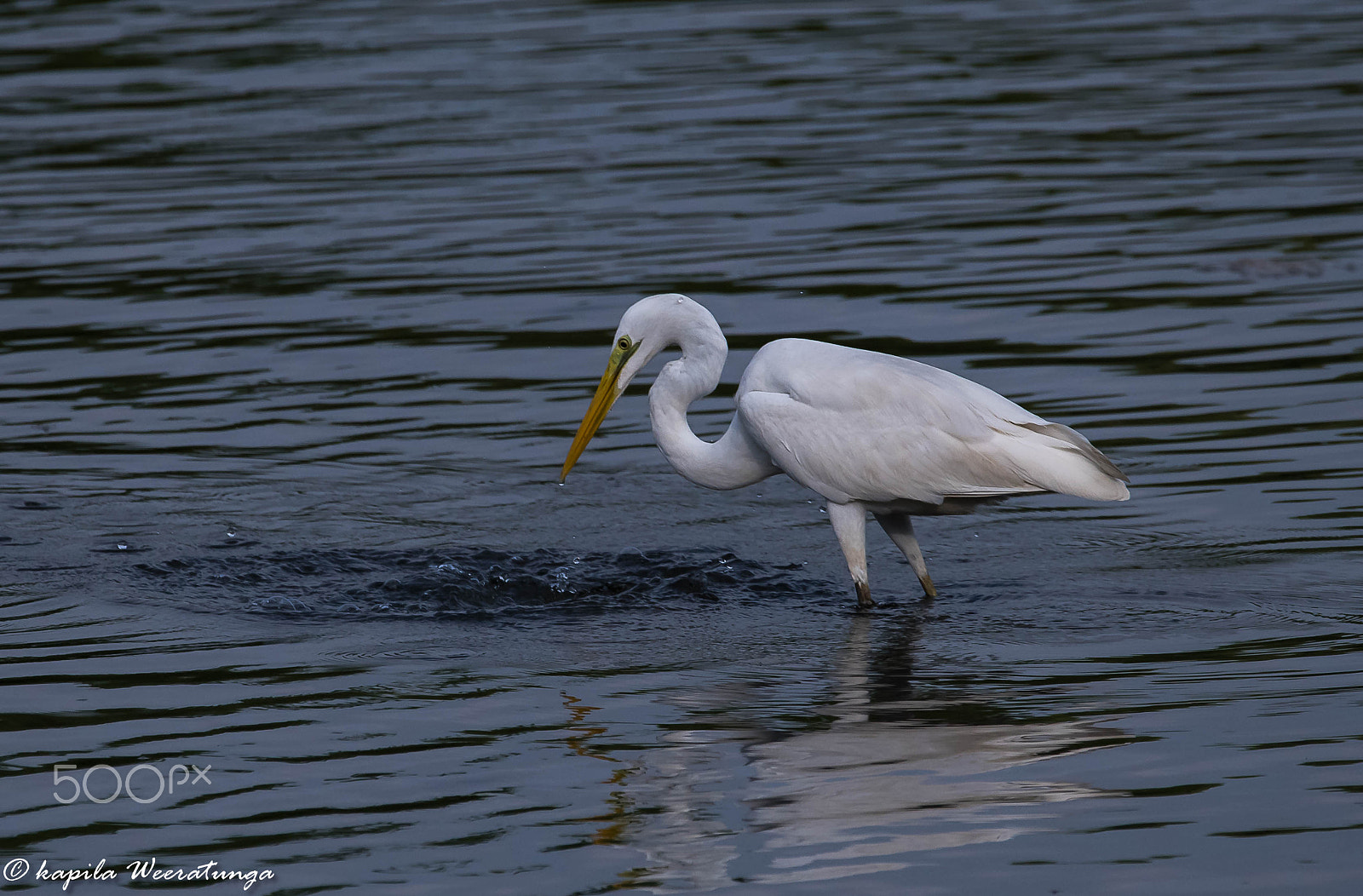 Sigma 150-600mm F5-6.3 DG OS HSM | S sample photo